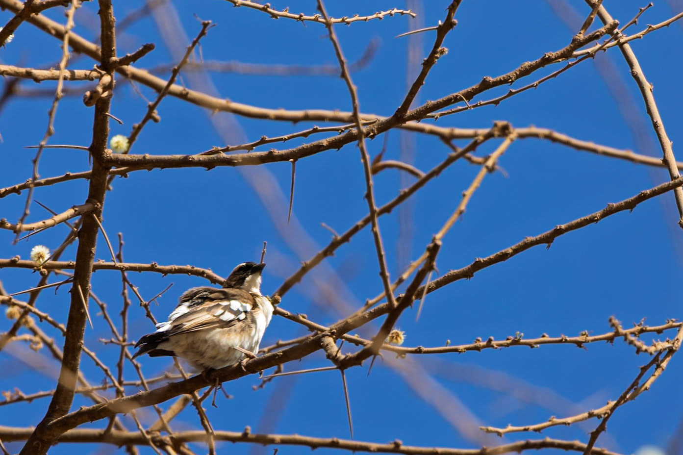 A White-browed Sparrow-Weaver perches on a thorny tree branch in Kenya's Amboseli National Park, observing its surroundings.