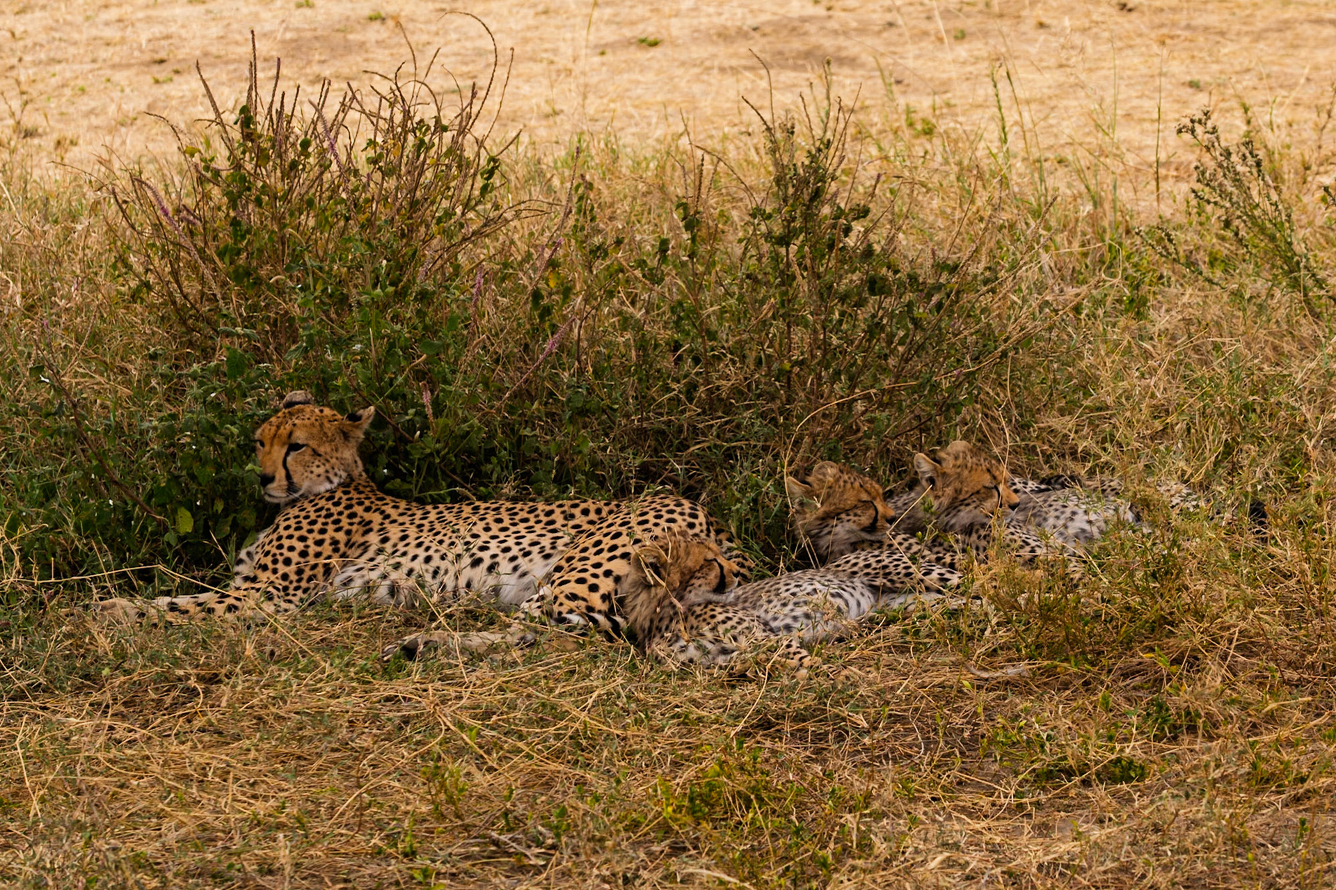 A cheetah and her cubs rest in the grass in Serengeti National Park, Tanzania. They are resting to conserve energy.