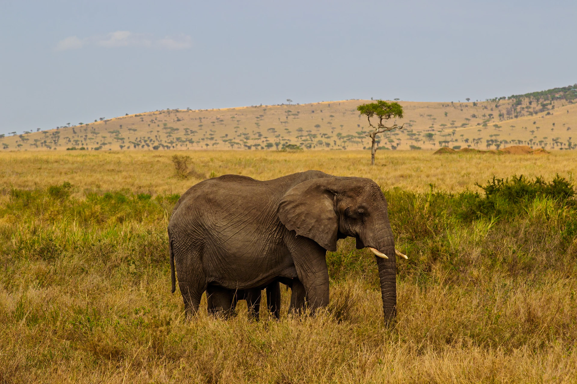 An elephant grazes in Serengeti National Park, Tanzania. The elephant is eating grass in the tall, dry savanna.