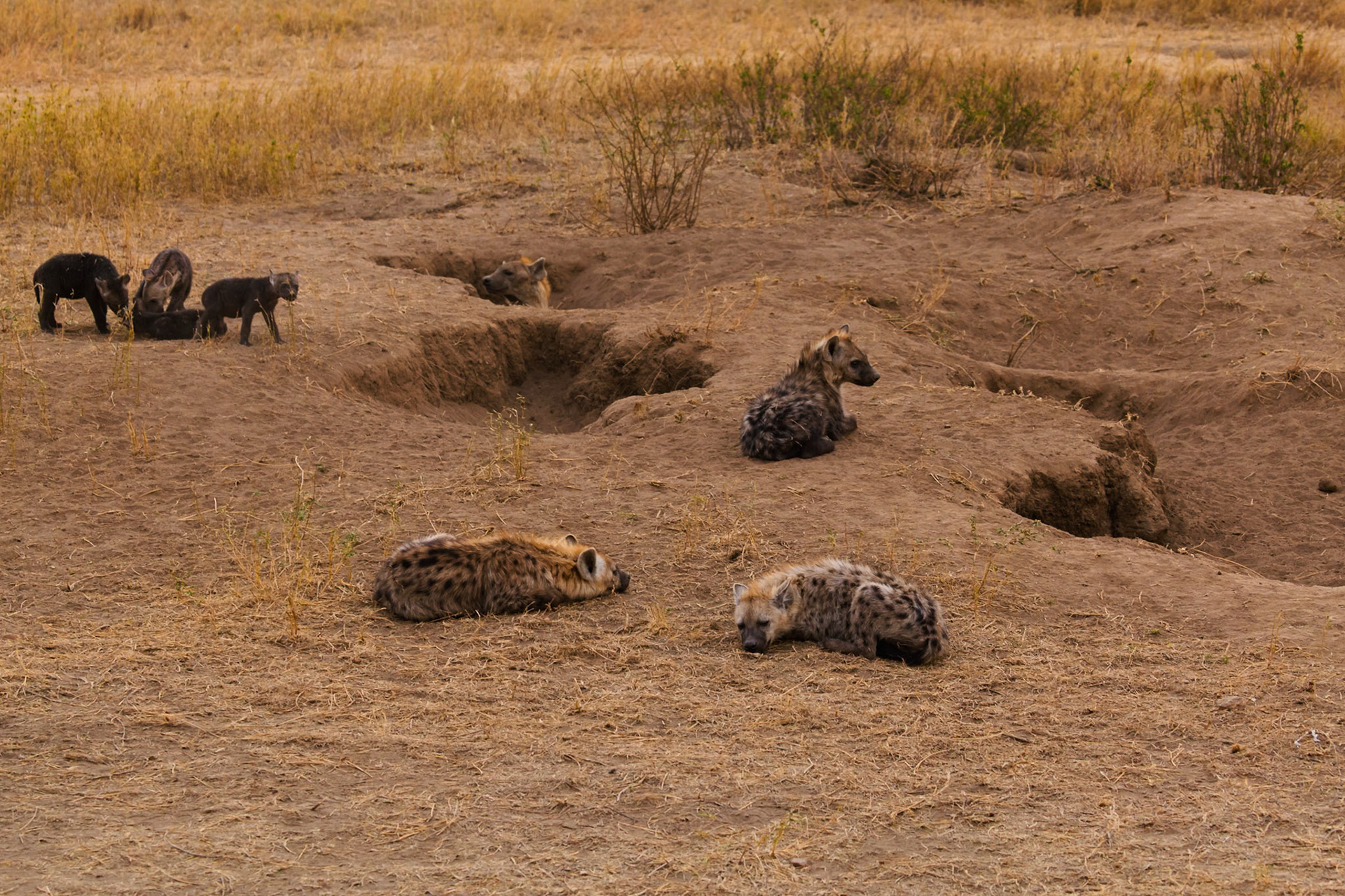 Hyenas rest near their den in Tanzania's Serengeti National Park. Cubs play nearby, while adults relax in the dry, grassy landscape.