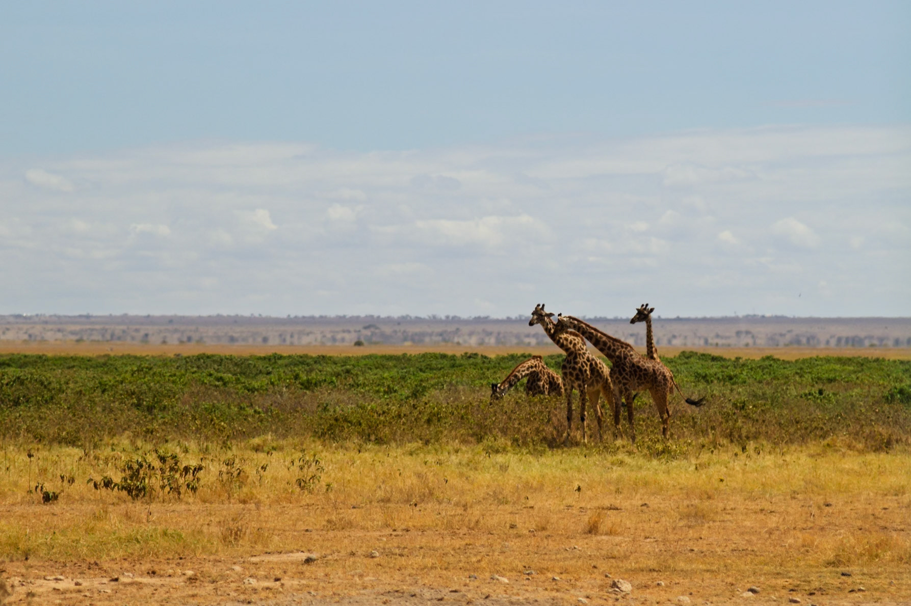 A tower of giraffes browse in Amboseli National Park, Kenya. They are eating leaves from the green brush in the park.