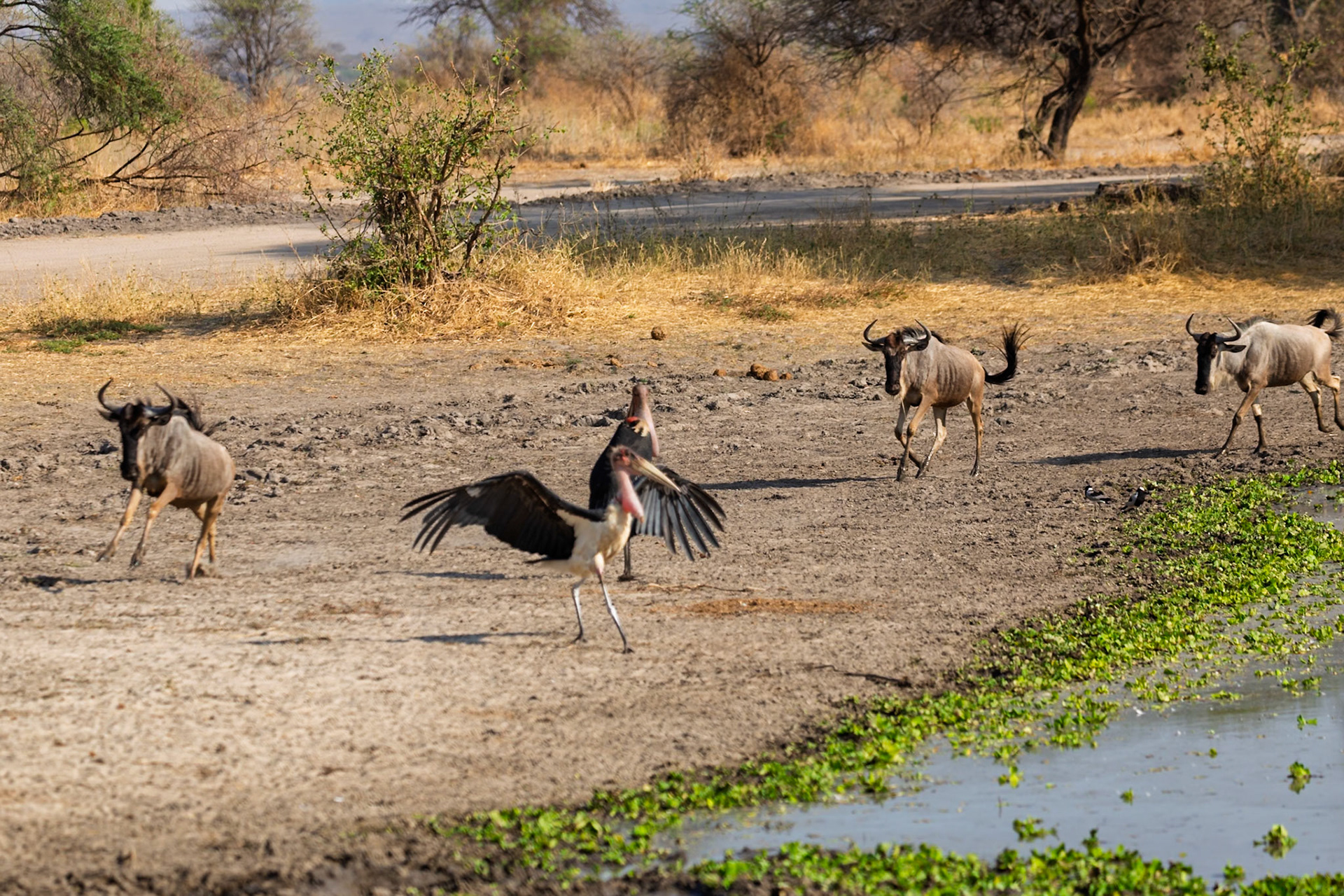 A Marabou Stork takes flight as wildebeest approach a watering hole in Tanzania's Tarangire National Park.