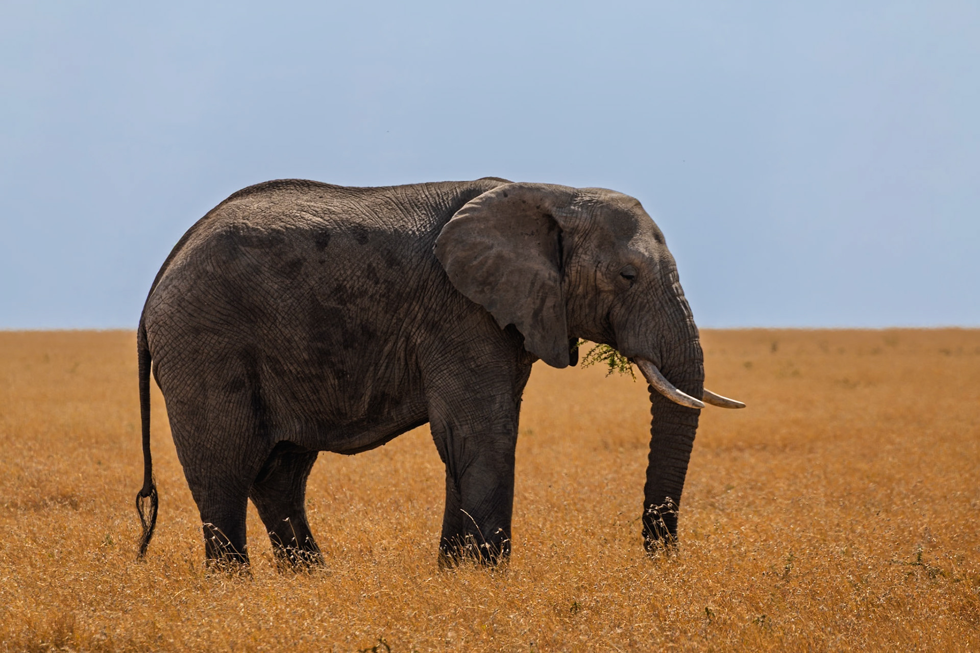 An elephant grazes in the Serengeti National Park, Tanzania, eating vegetation to sustain itself in its natural habitat.