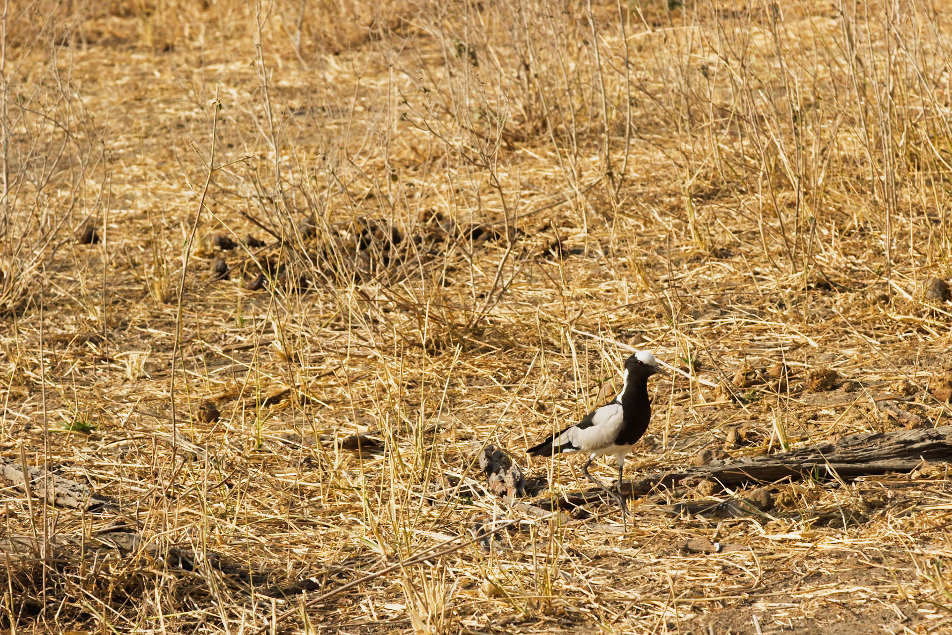 A Blacksmith Lapwing protects its camouflaged chick in the dry grass of Tarangire National Park, Tanzania.