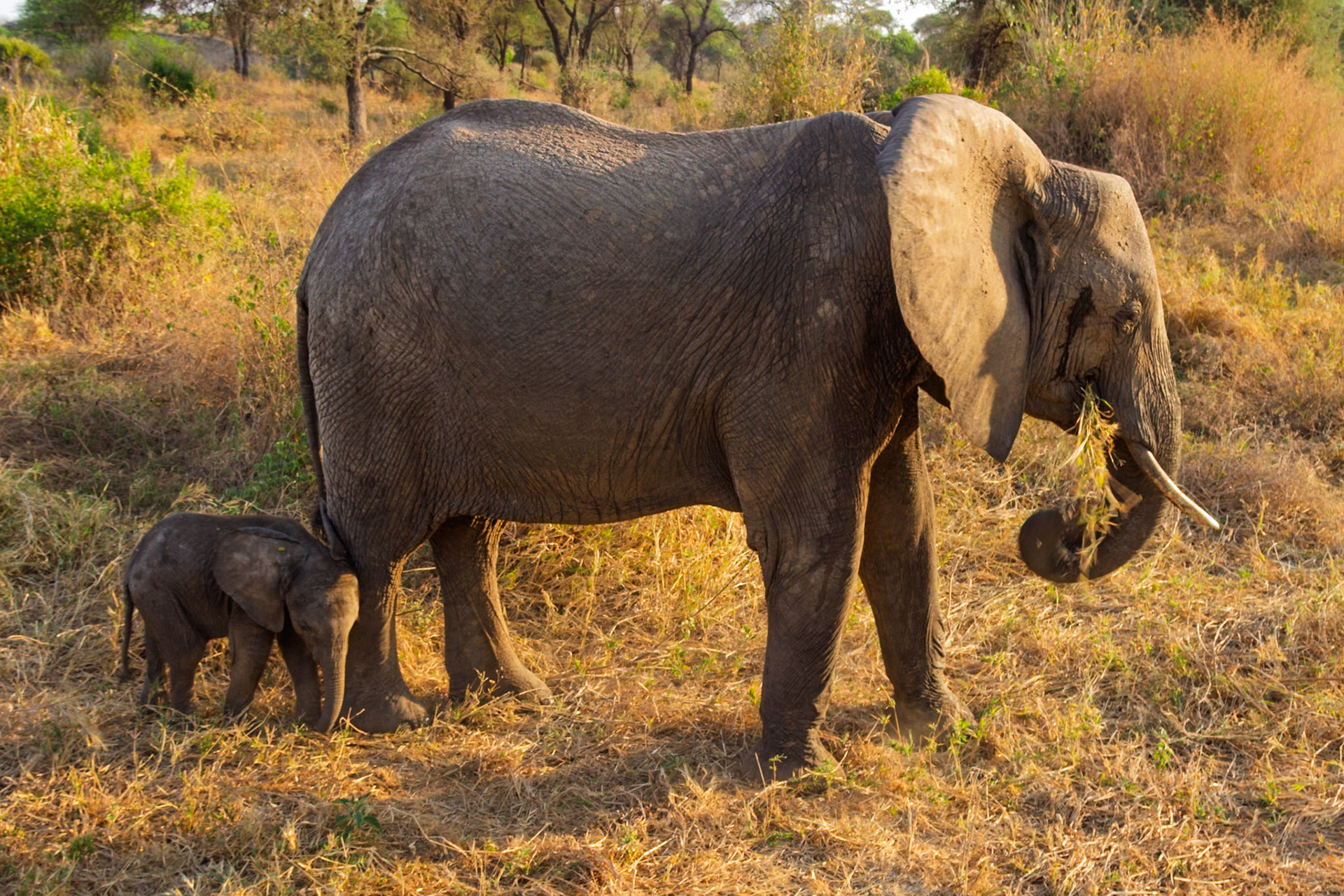 An adult elephant and its calf forage for food in Tarangire National Park, Tanzania, with the mother protecting her young.