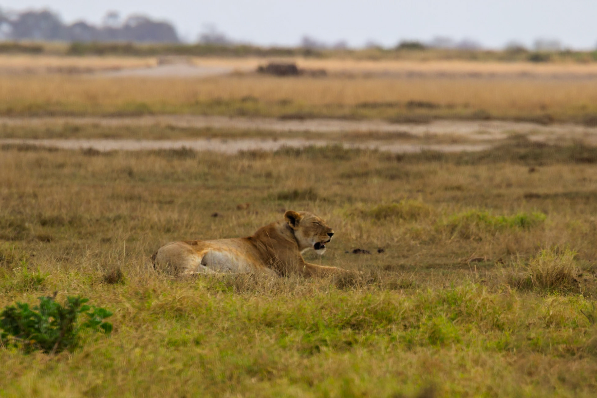 A lion rests in the grass in Kenya's Amboseli National Park. The lion is panting, likely to cool off in the heat.