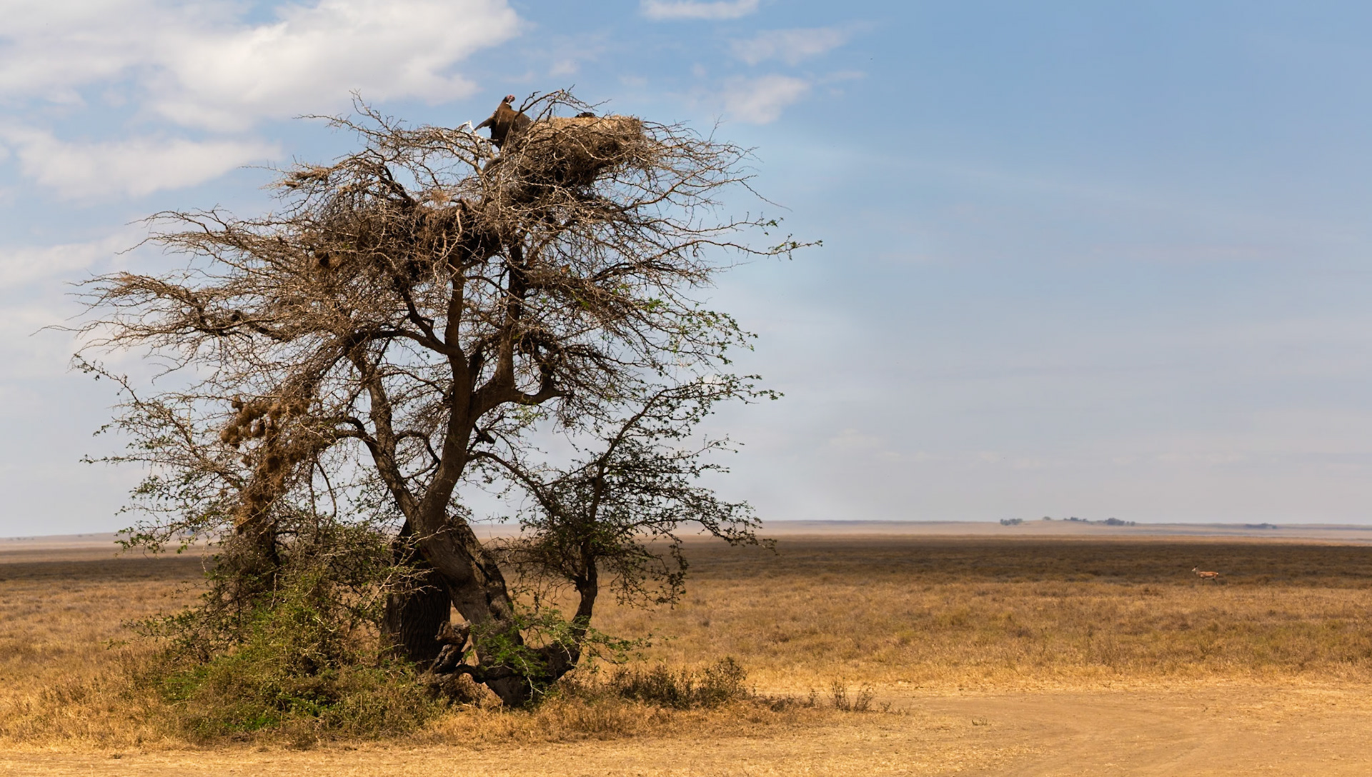 Vultures perch atop a tree in Serengeti National Park, Tanzania, surveying the landscape for their next meal.