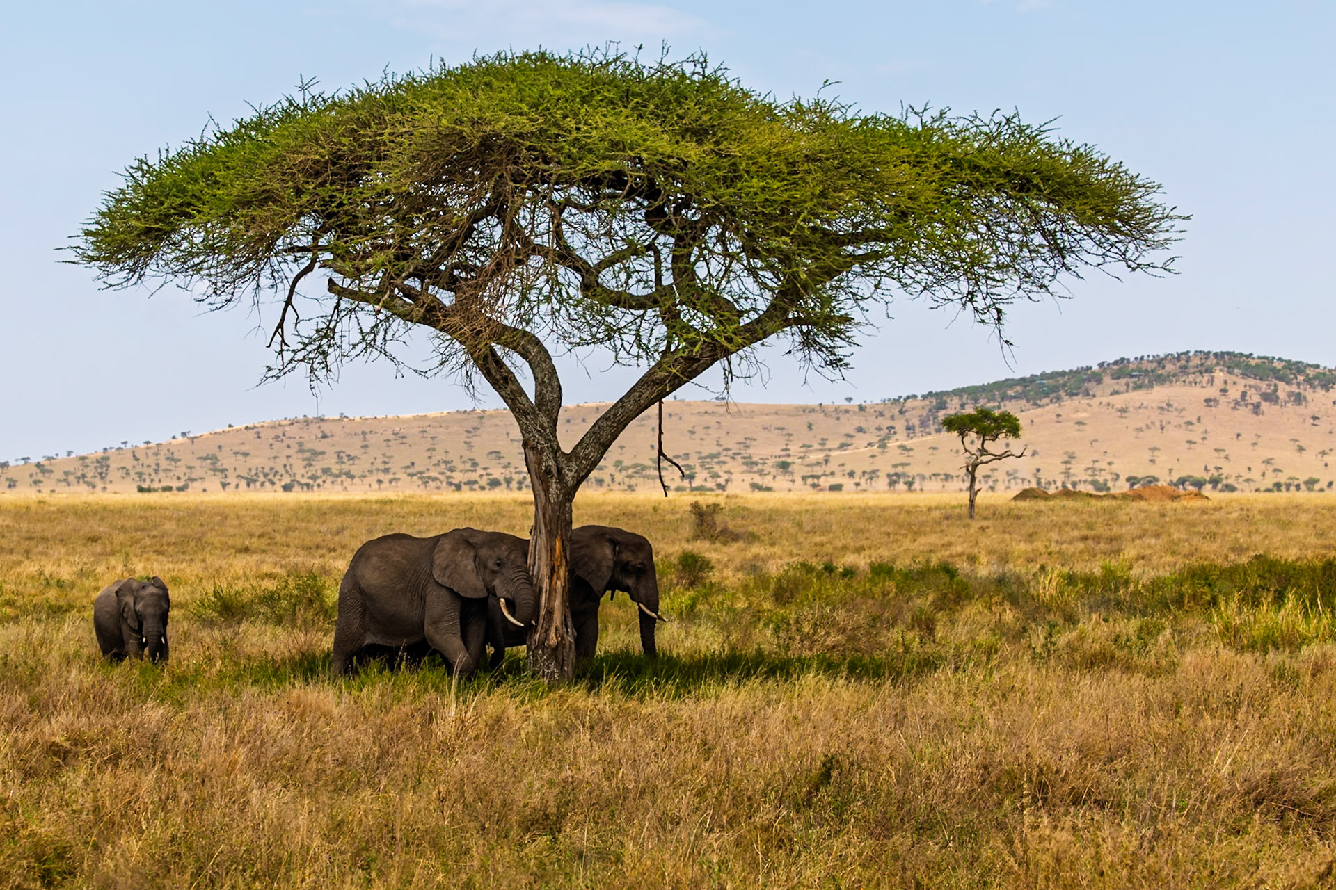 Elephants seek shade under a tree in Tanzania's Serengeti National Park, escaping the sun's heat.
