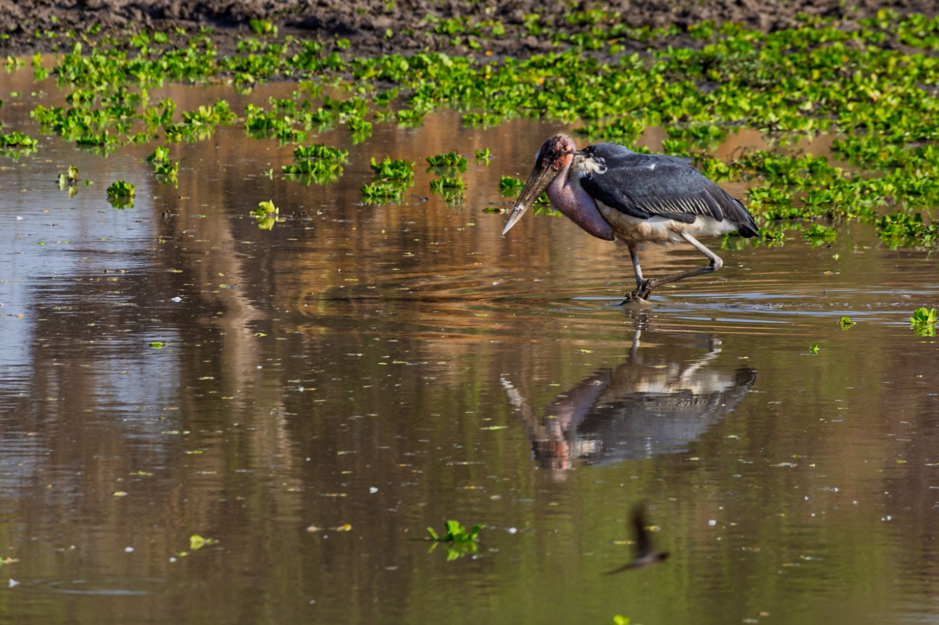 A Marabou Stork wades through the shallows of Tarangire National Park, Tanzania, likely searching for food.