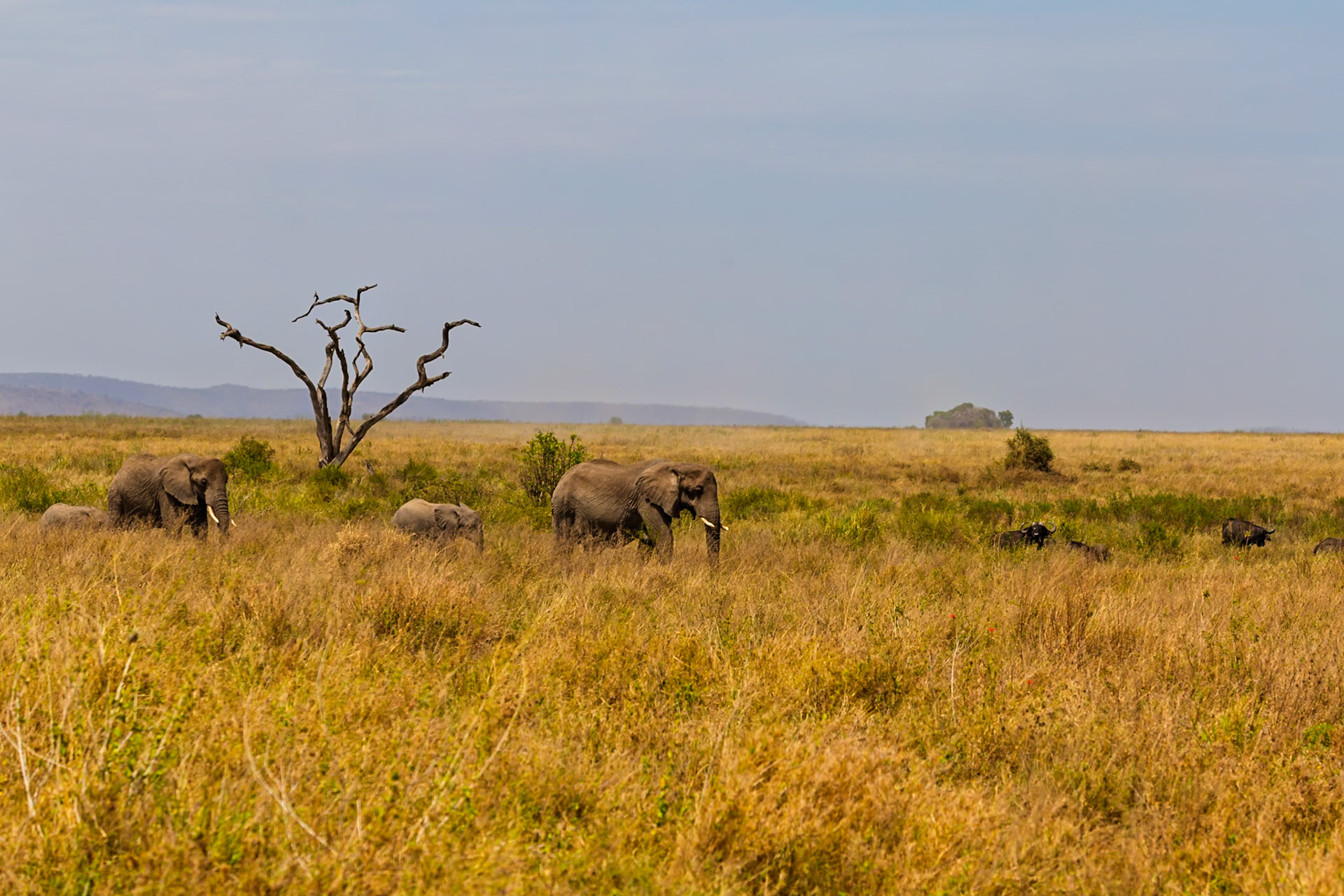 A family of elephants and cape buffalo graze in the Serengeti National Park, Tanzania, showcasing the park's diverse wildlife.