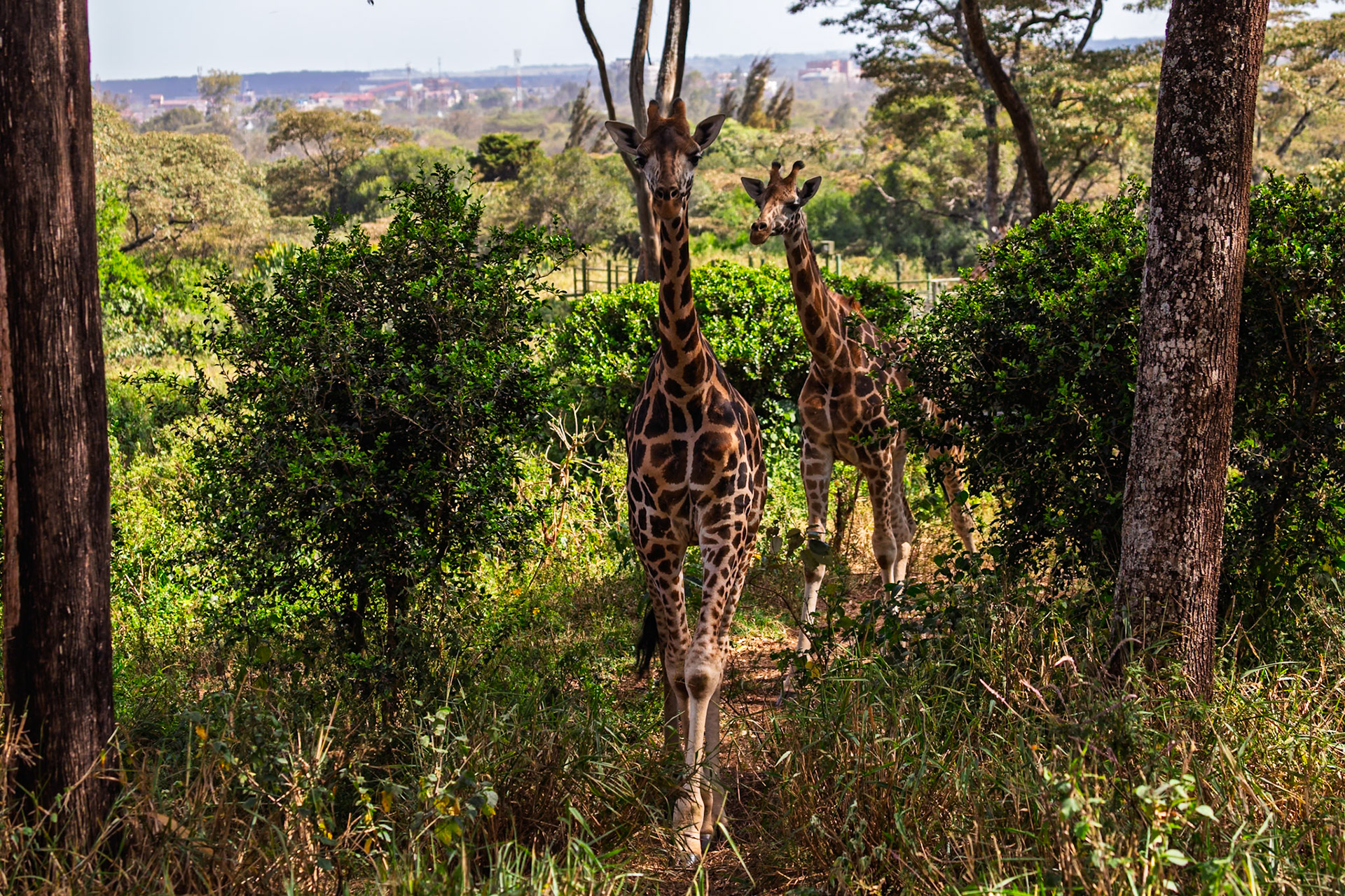 Two giraffes are walking through the Giraffe Center in Kenya, likely searching for food or exploring their habitat.