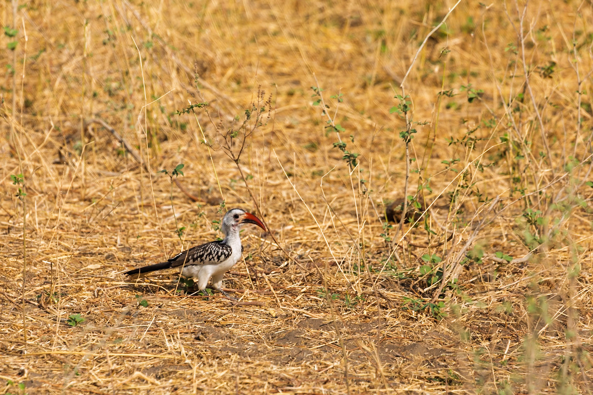 A Red-billed Hornbill stands on the dry savanna floor, likely foraging for food, in Tarangire National Park, Tanzania.