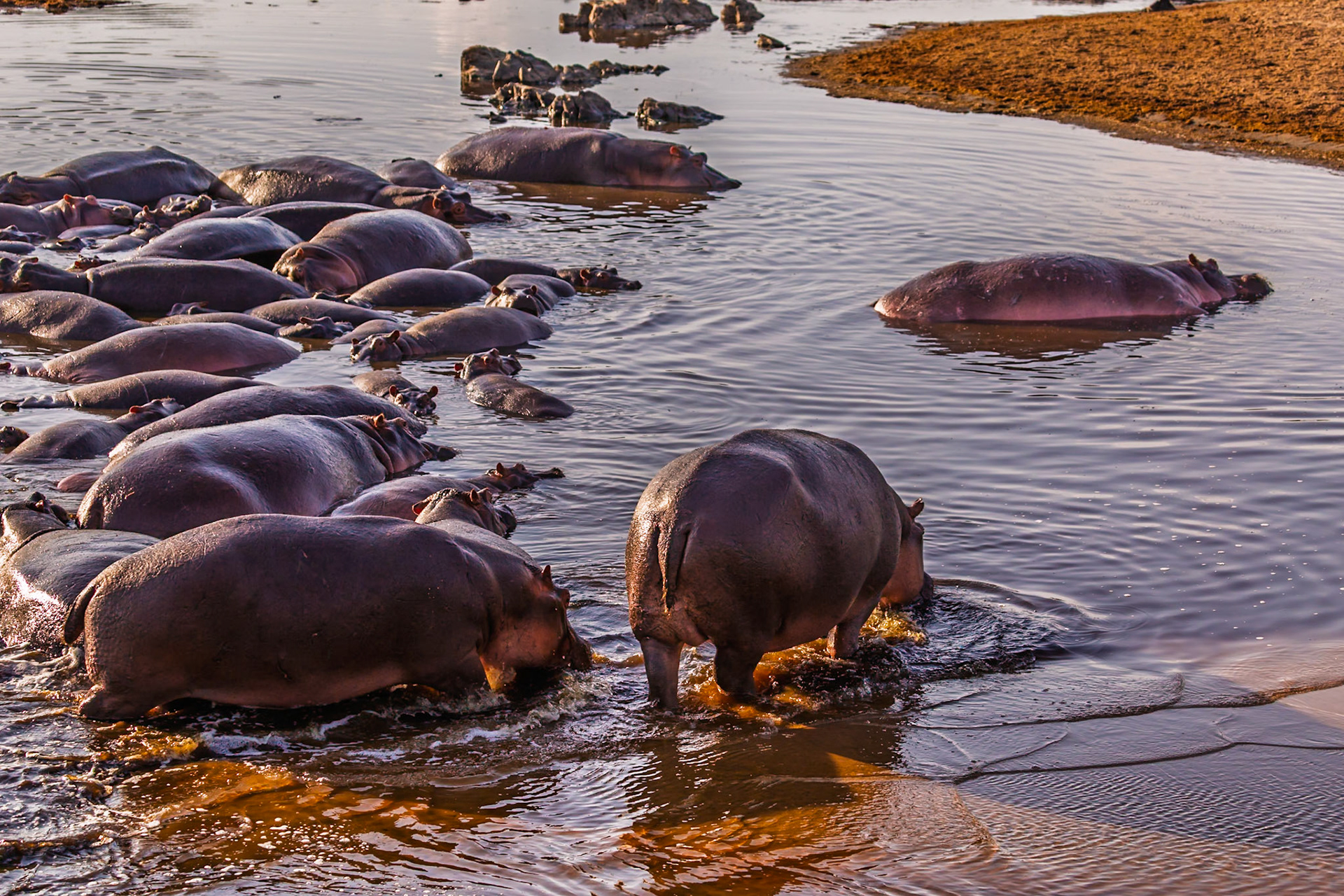 A bloat of hippos congregates in a watering hole in Tanzania's Serengeti National Park to stay cool and hydrated.