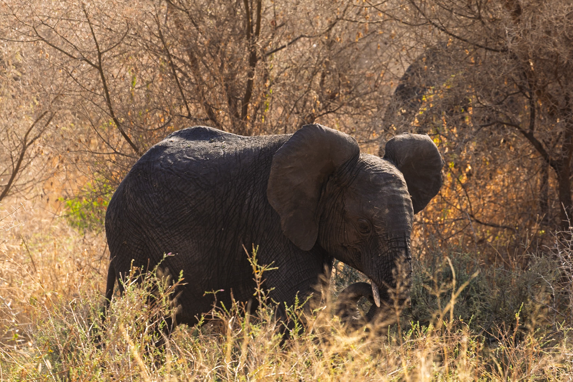 An elephant grazes in Tarangire National Park, Tanzania, seeking sustenance amidst the dry landscape.