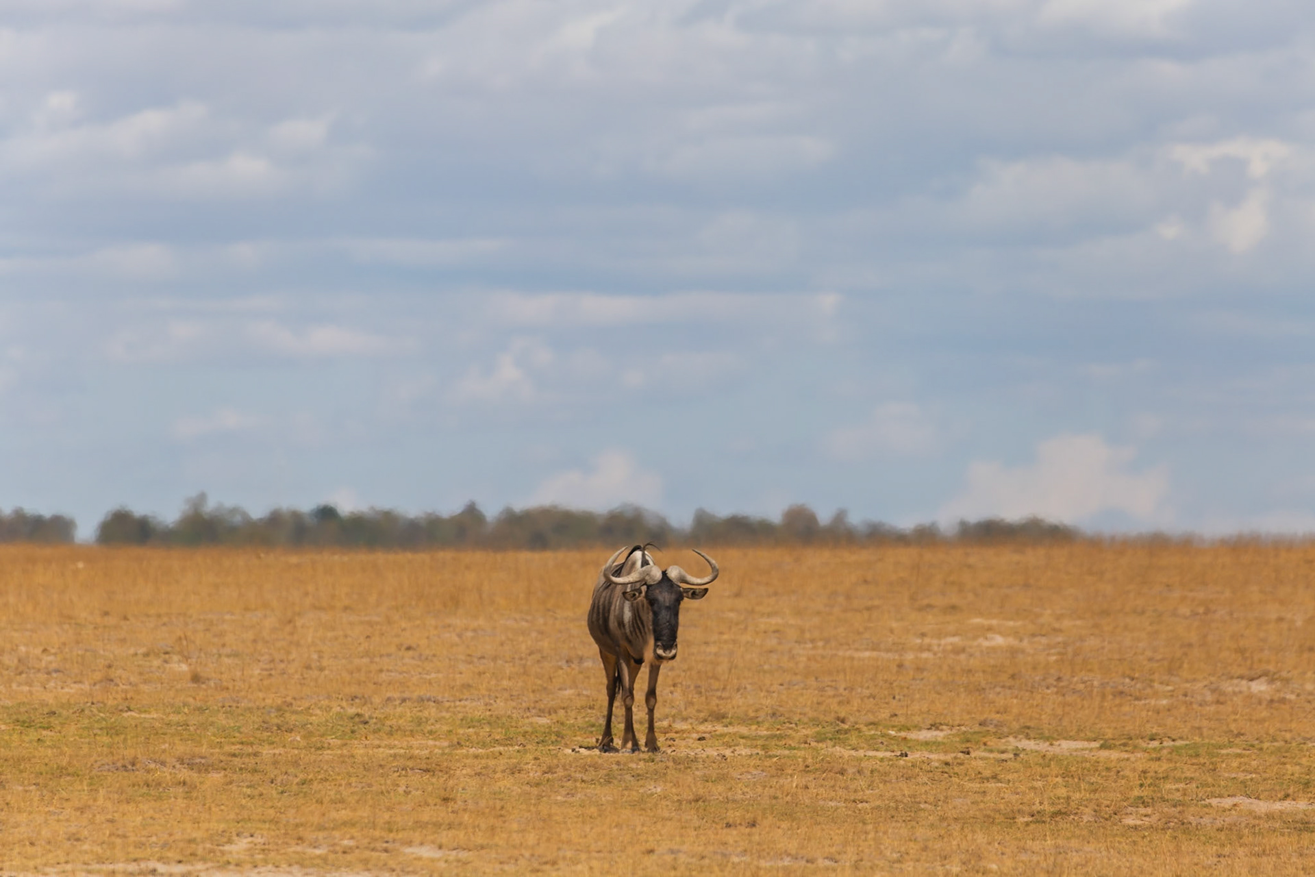 A lone wildebeest stands in Amboseli National Park, Kenya, grazing on the dry savanna grass.