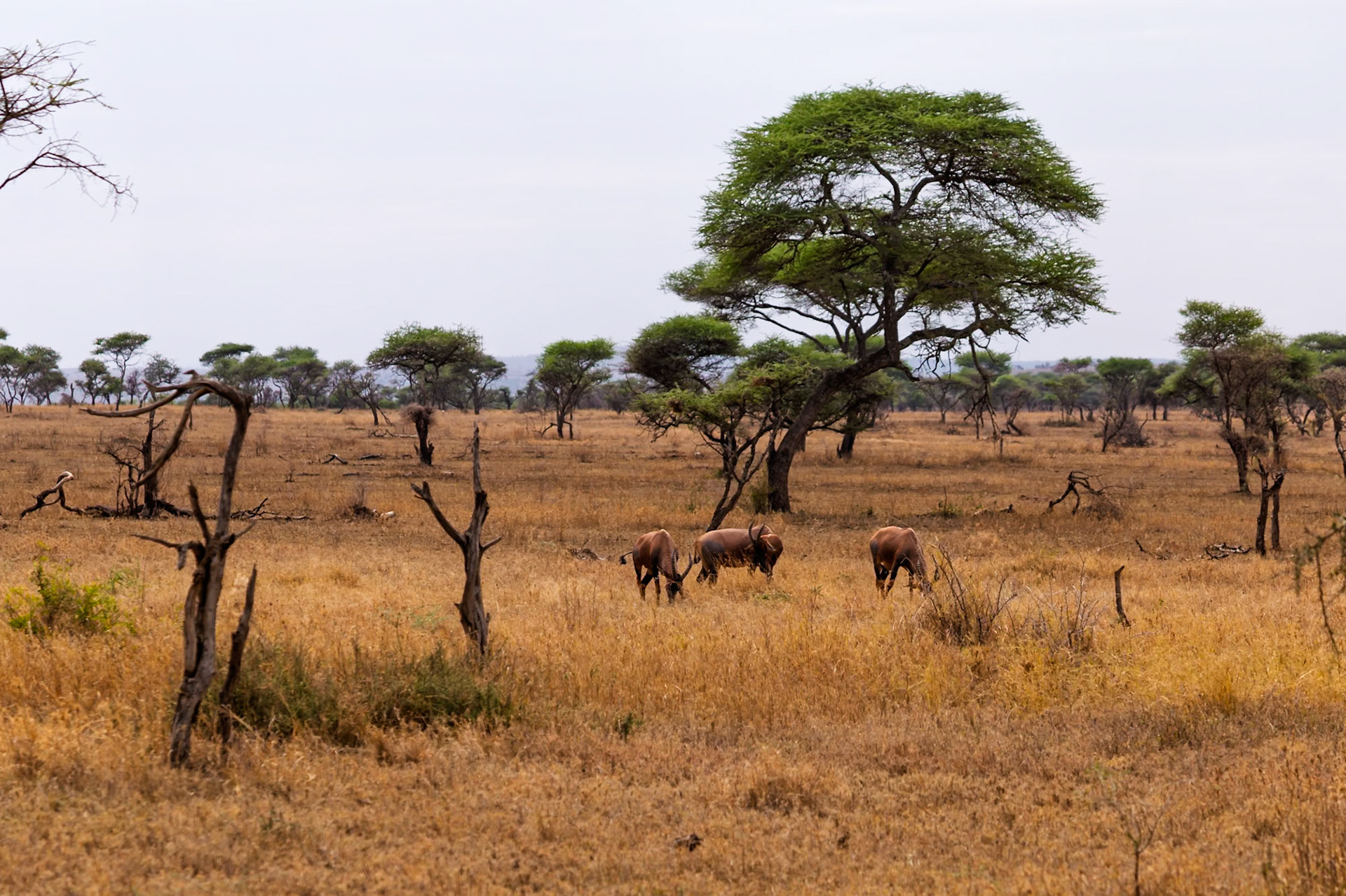 Topi graze in Serengeti National Park, Tanzania. They are eating to sustain themselves in their natural habitat.