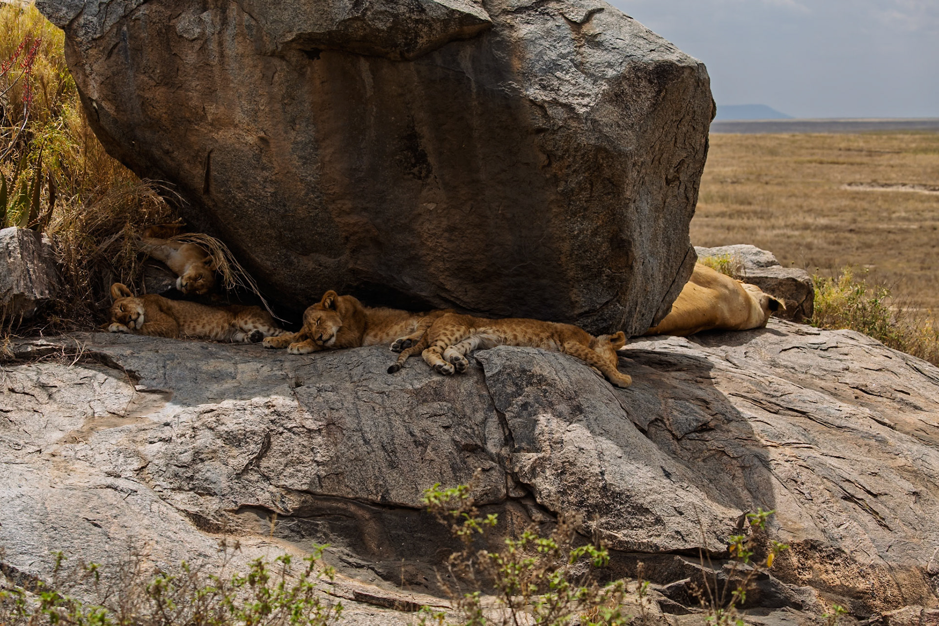 Lion cubs rest on a rock in Serengeti National Park, Tanzania, seeking shade from the sun.