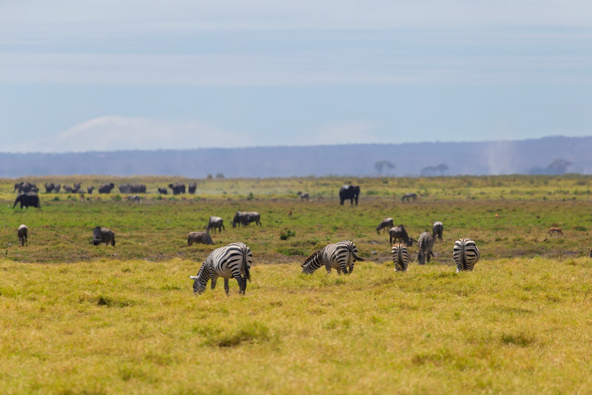 Zebras graze in Amboseli National Park, Kenya, alongside wildebeest and elephants, seeking sustenance in their natural habitat.