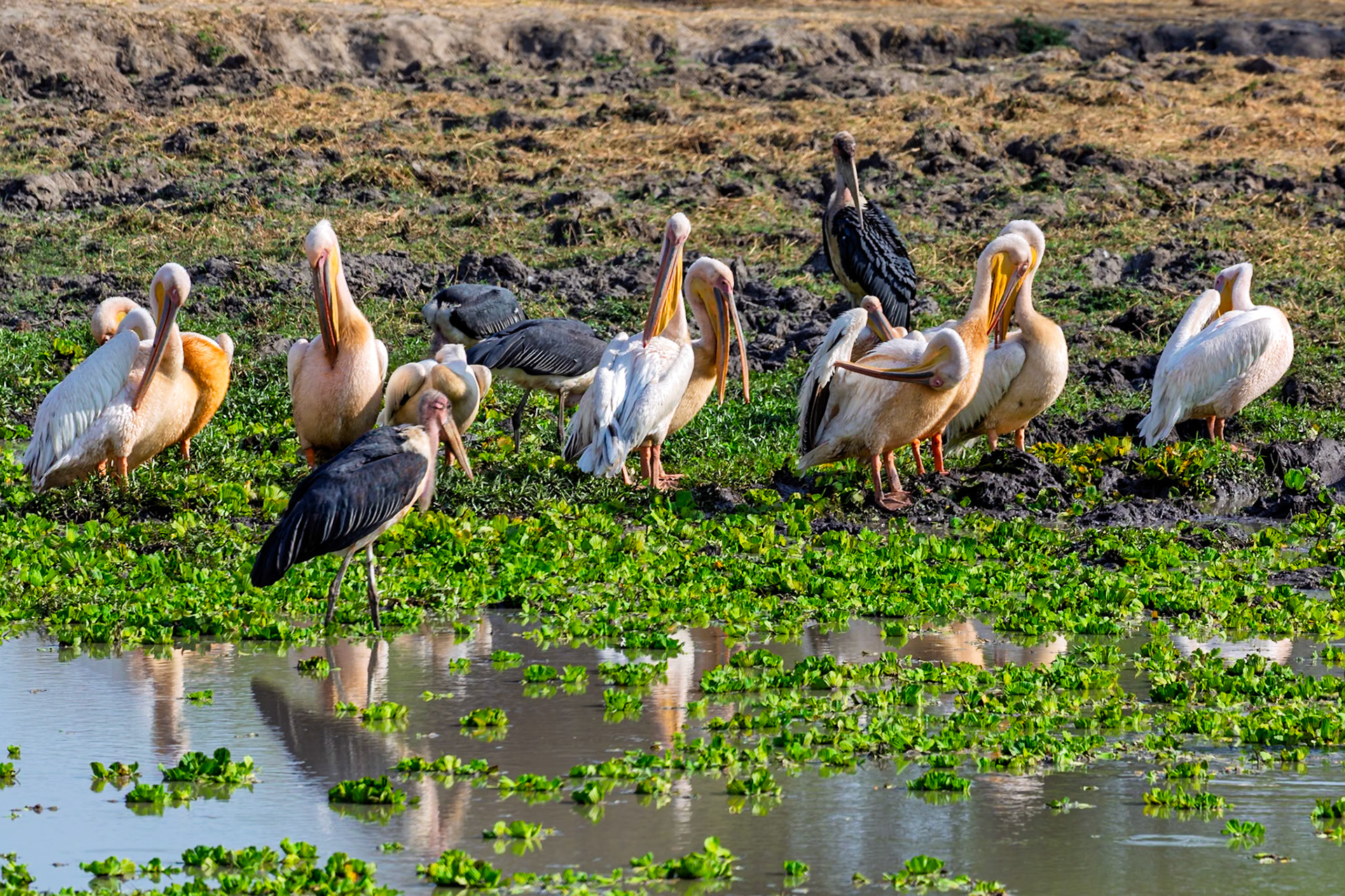 A flock of Great White Pelicans and Marabou Storks gather at a watering hole in Tarangire National Park, Tanzania.