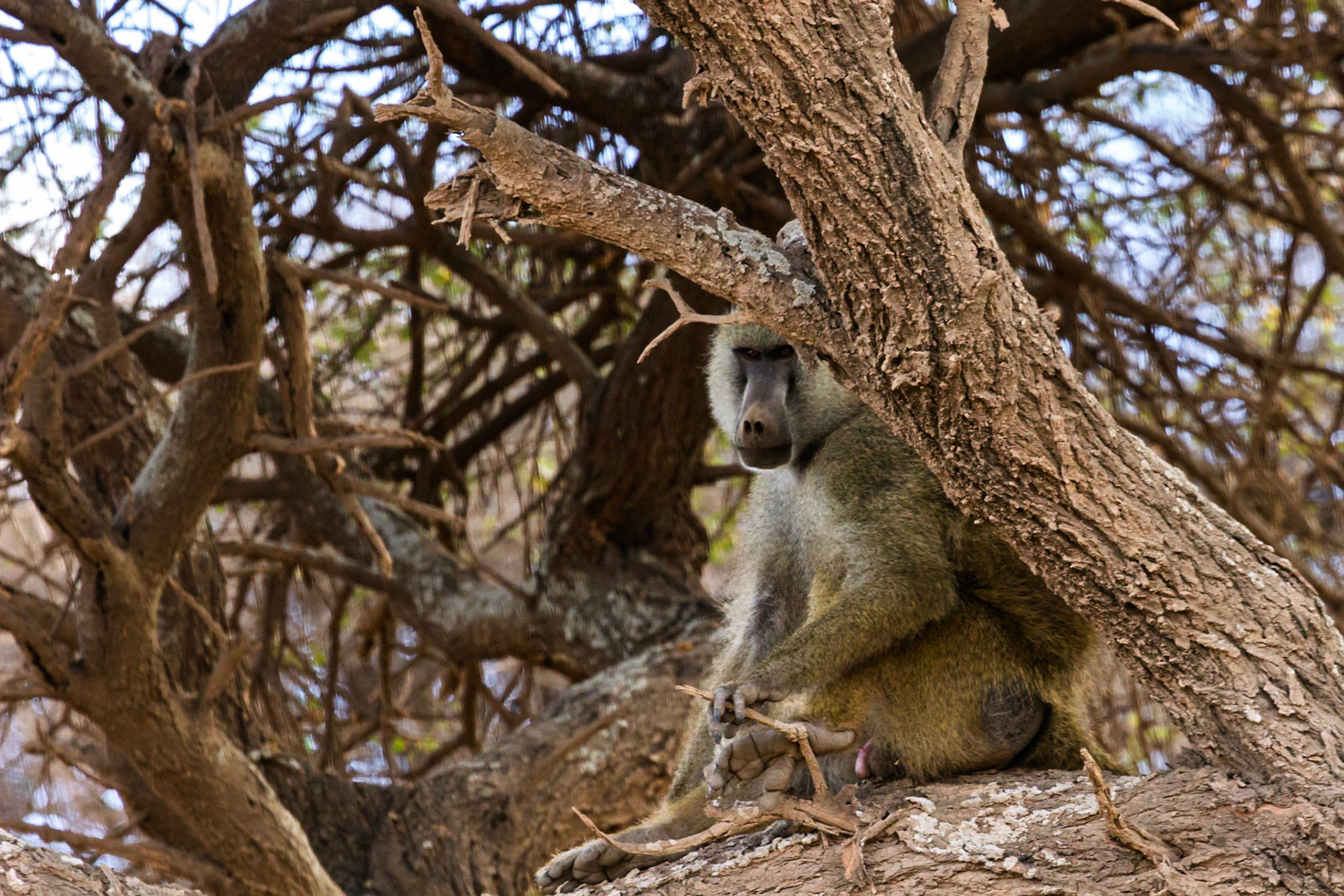 A baboon sits in a tree in Kenya's Amboseli National Park, observing its surroundings.