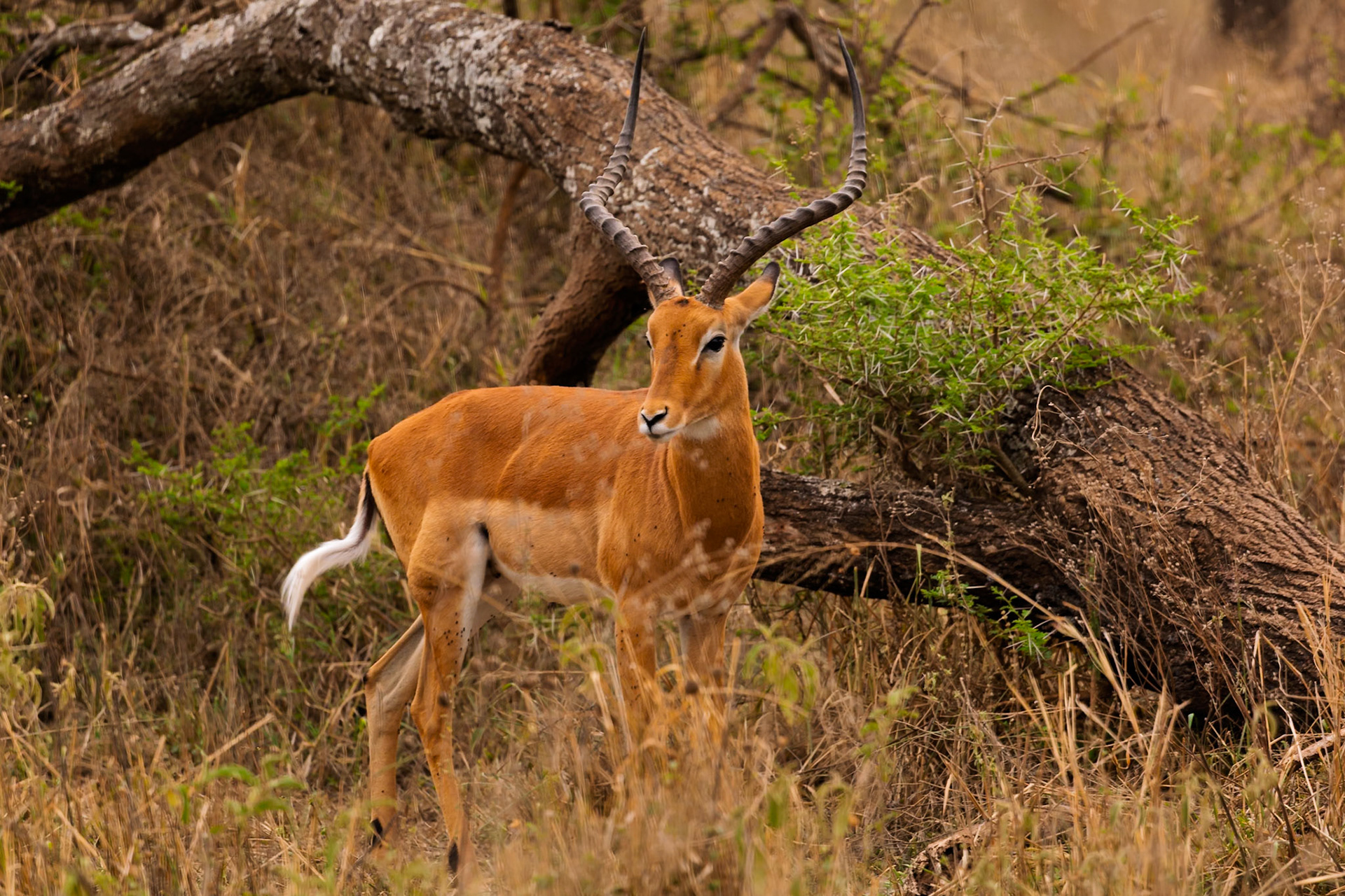 An Impala stands alert in Serengeti National Park, Tanzania. It is surrounded by tall grass and a fallen tree.