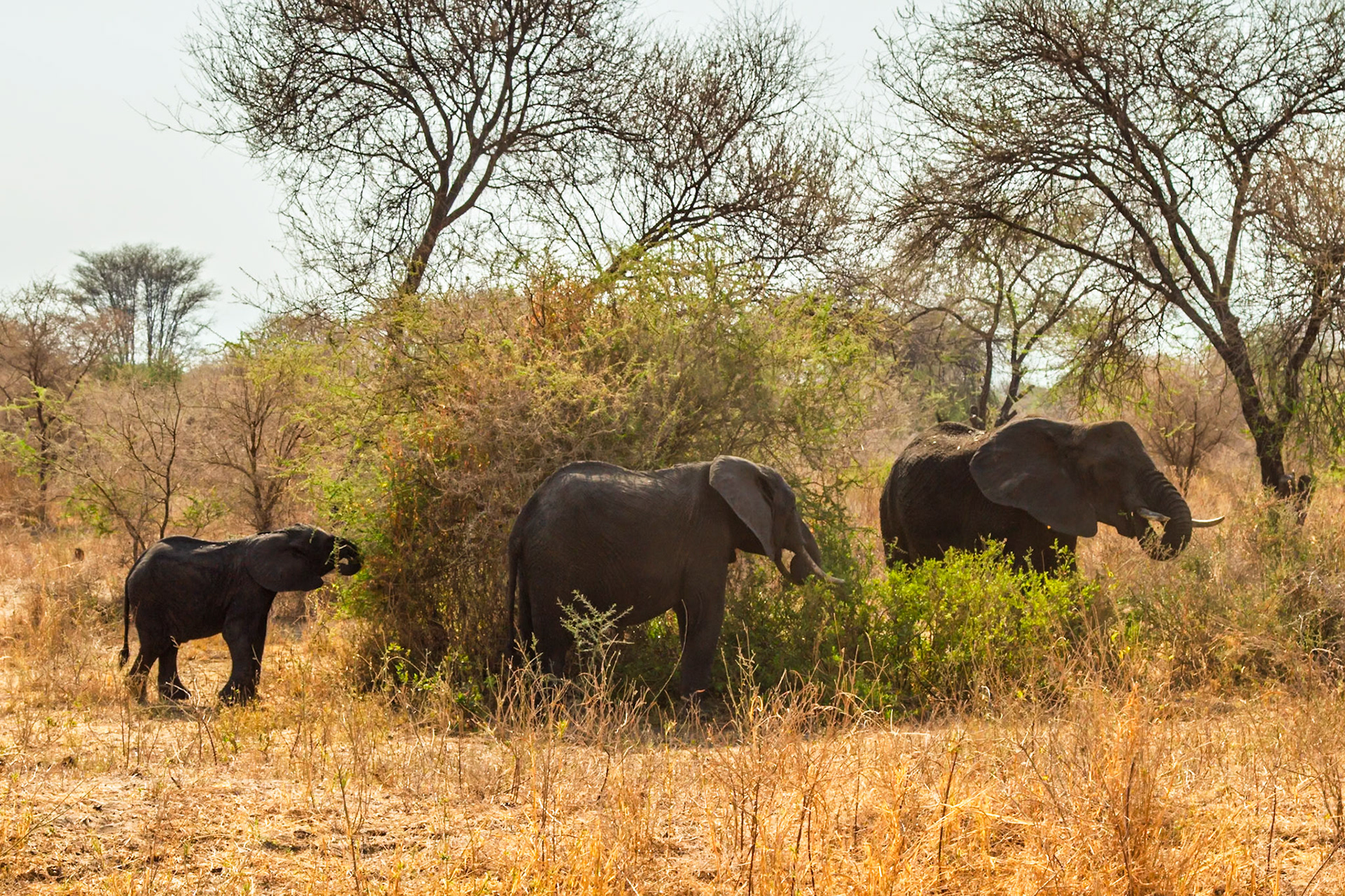 Elephants graze in Tarangire National Park, Tanzania. They are eating to sustain themselves in their natural habitat.
