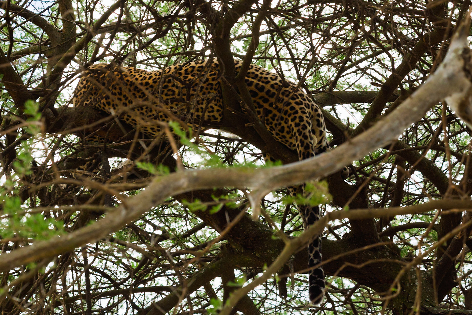 A leopard rests in a tree in Tanzania's Serengeti National Park, camouflaged among the branches.