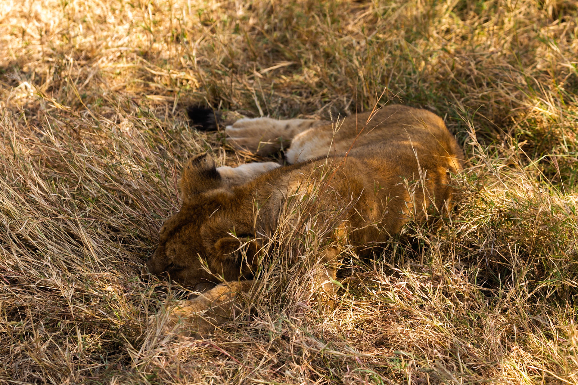 A lion cub sleeps in the grass in Serengeti National Park, Tanzania. It is resting in the shade to stay cool.