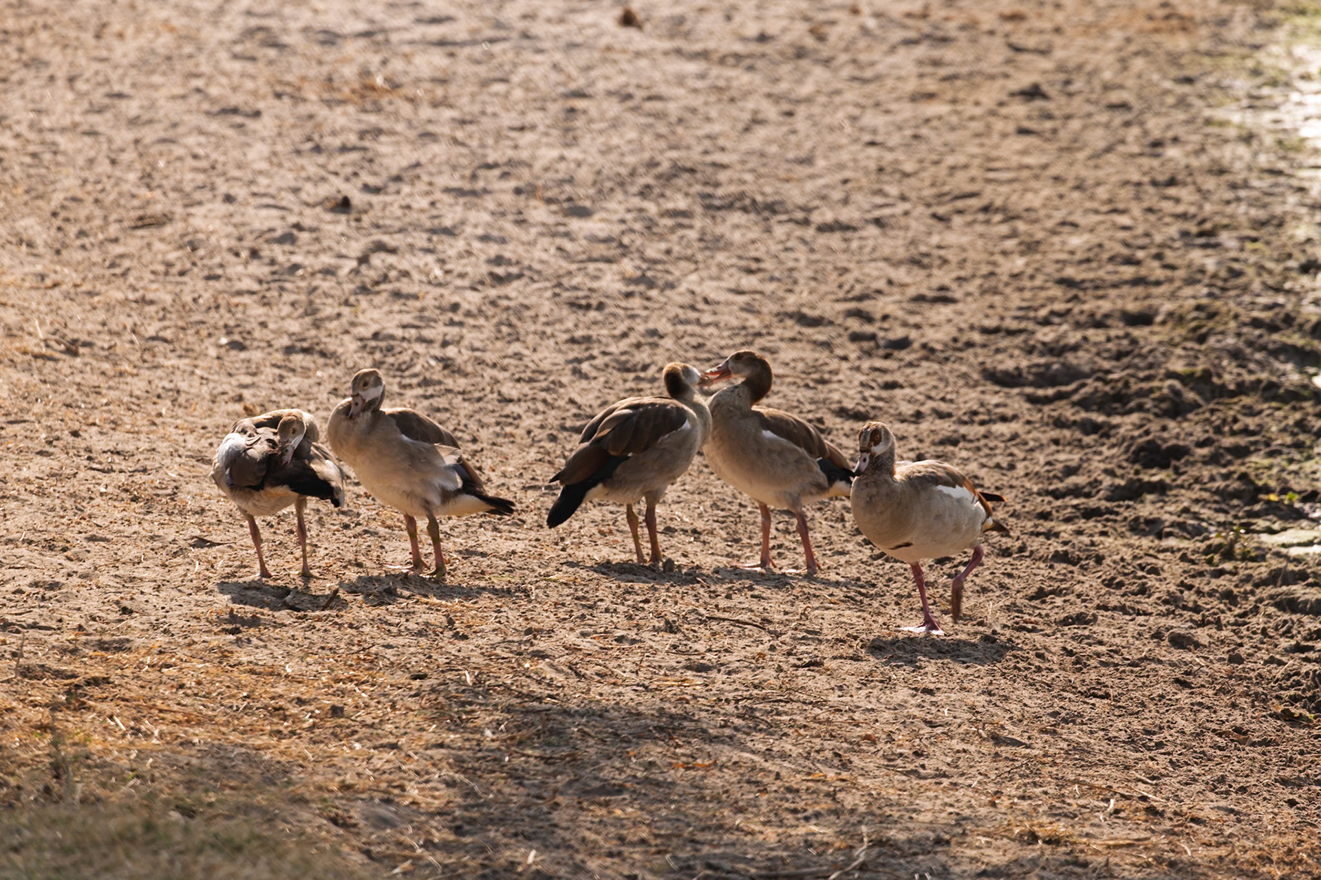 Five Egyptian Geese rest and forage on the dry earth of Tarangire National Park, Tanzania, seeking food.