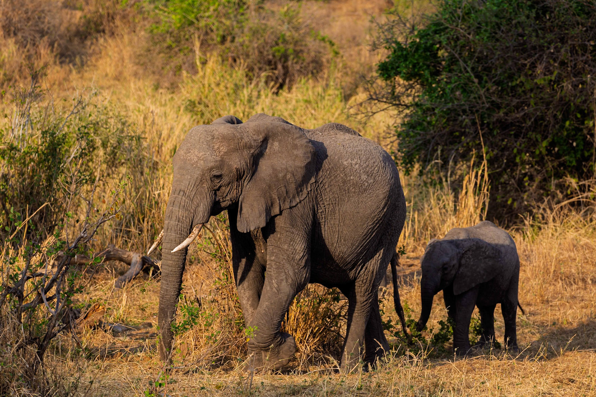 An adult African elephant and its calf walk through the dry savanna of Tarangire National Park, Tanzania, likely foraging.