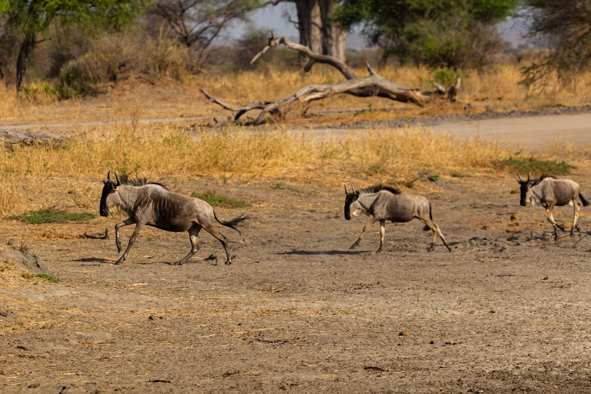 A trio of wildebeest trot across the arid landscape of Tanzania's Tarangire National Park, seeking sustenance and safety.