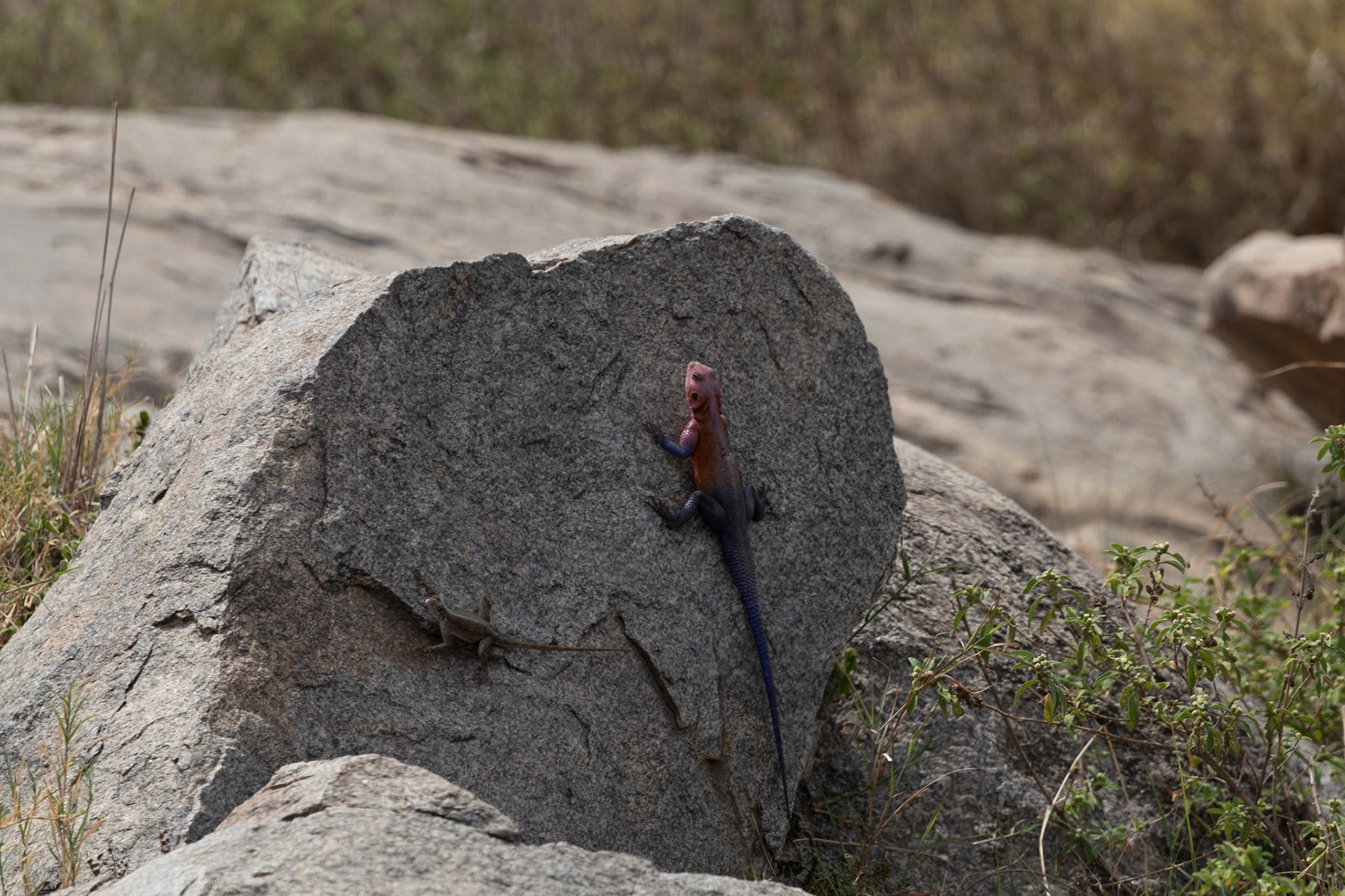 A mwanza flat-headed rock agama lizard suns itself on a rock in Serengeti National Park, Tanzania.