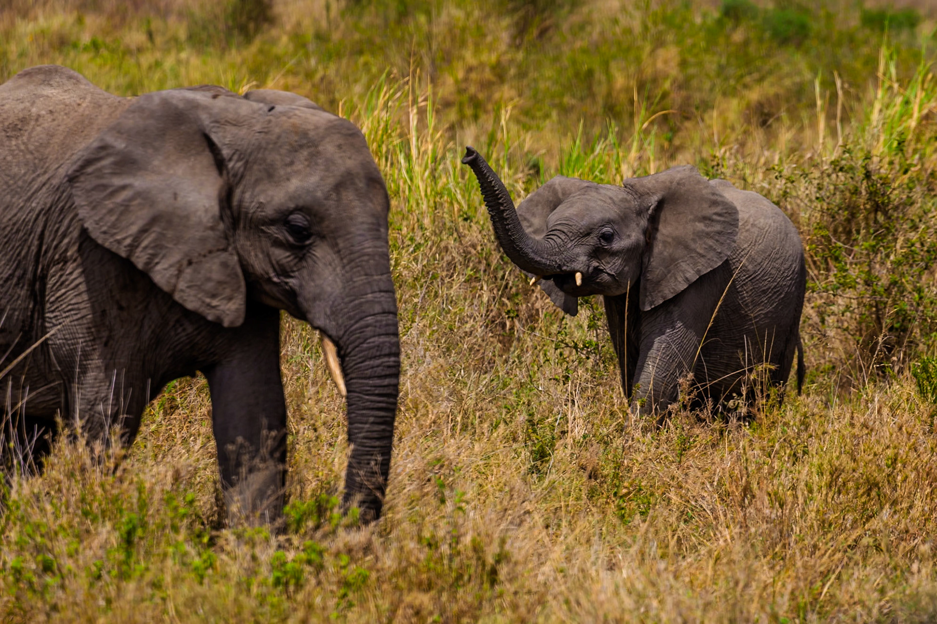 A baby elephant raises its trunk in Serengeti National Park, Tanzania, while standing next to its mother.