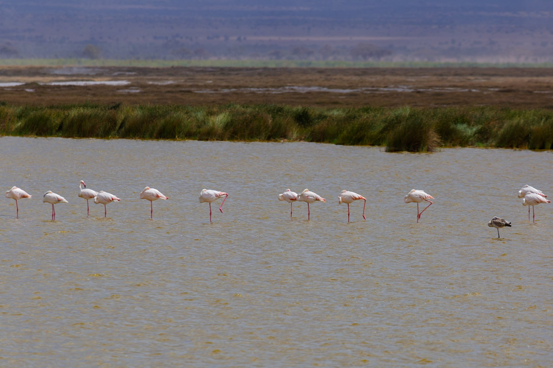 Flamingos wade in Amboseli National Park, Kenya. They are likely feeding or resting in the shallow water.