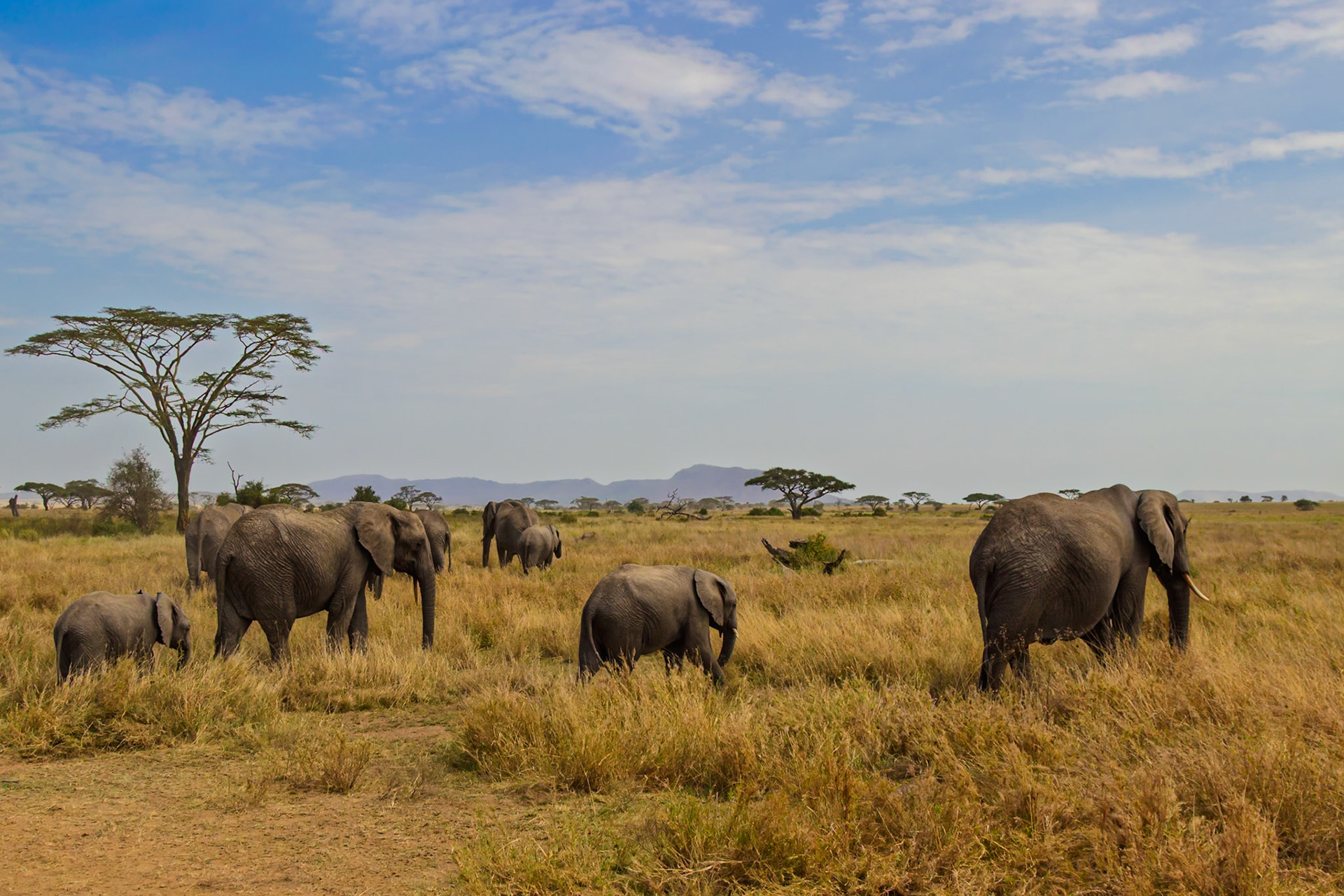 A herd of elephants graze in the Serengeti National Park, Tanzania, seeking food and water in their natural habitat.