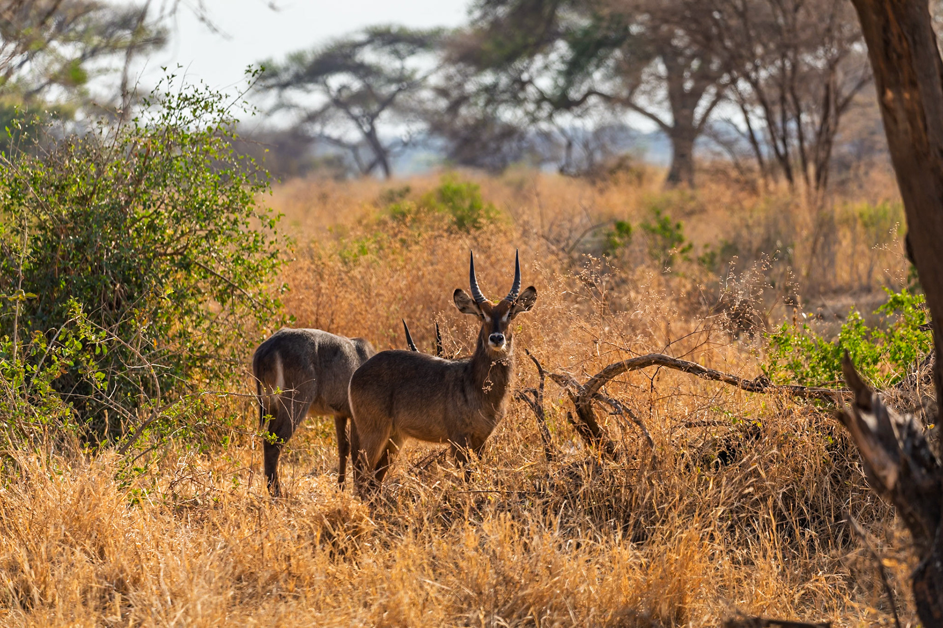 Two Waterbucks graze in the tall grasses of Tarangire National Park, Tanzania, seeking food and water in their natural habitat.