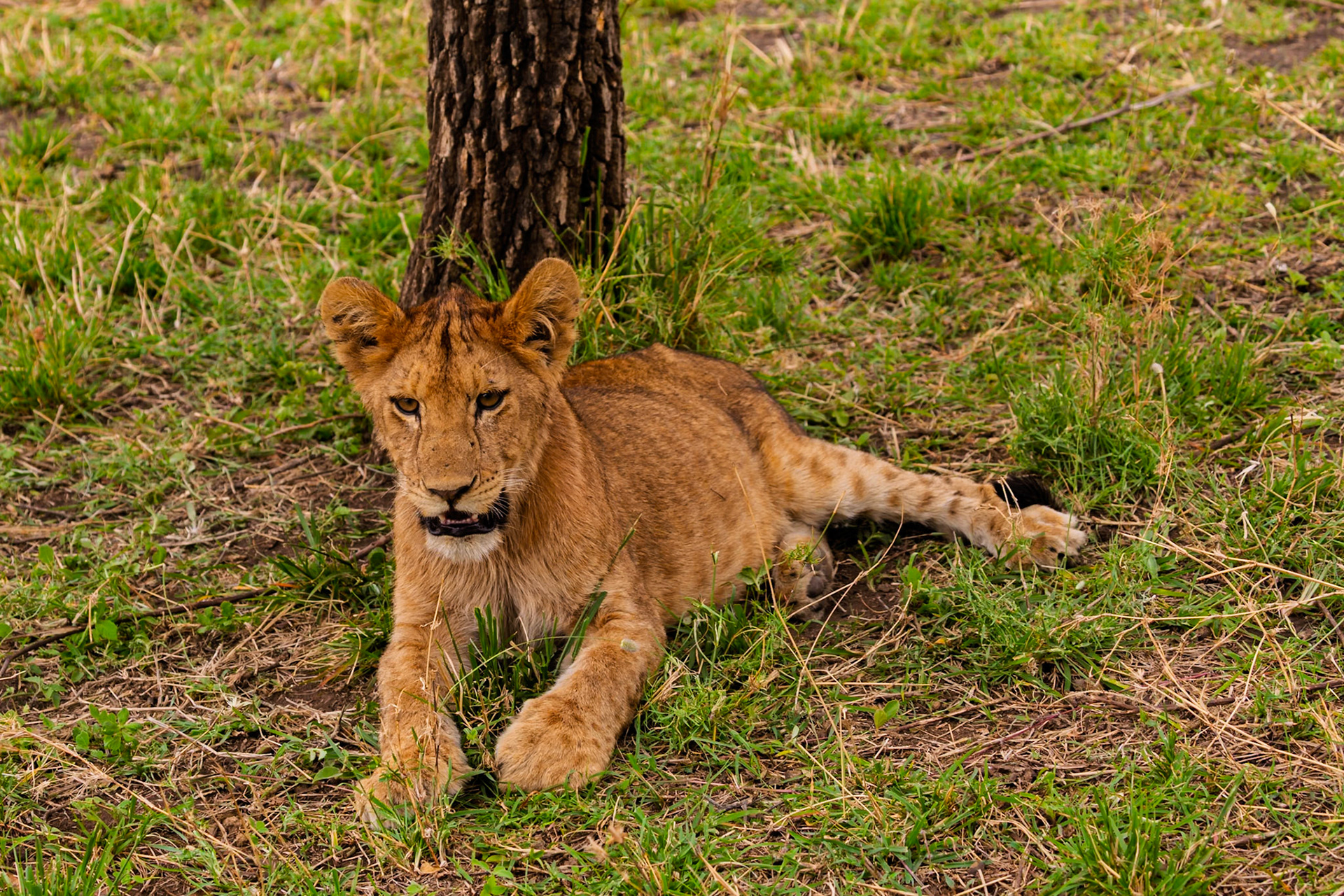 A lion cub rests by a tree in Tanzania's Serengeti National Park, seeking shade and respite from the African sun.