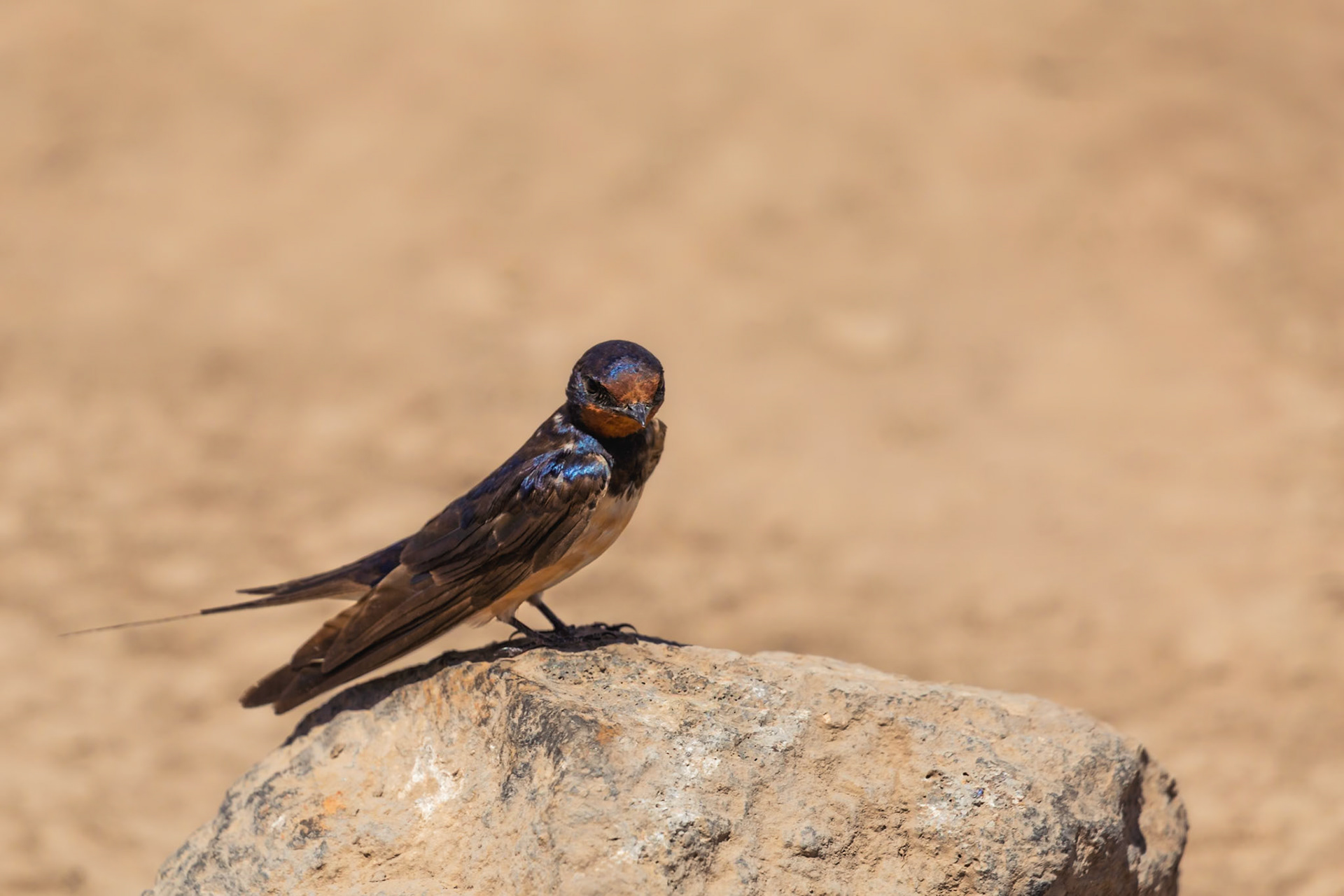 A Wire-tailed Swallow perches on a rock in Kenya's Amboseli National Park. It's resting, observing its surroundings, or preening.