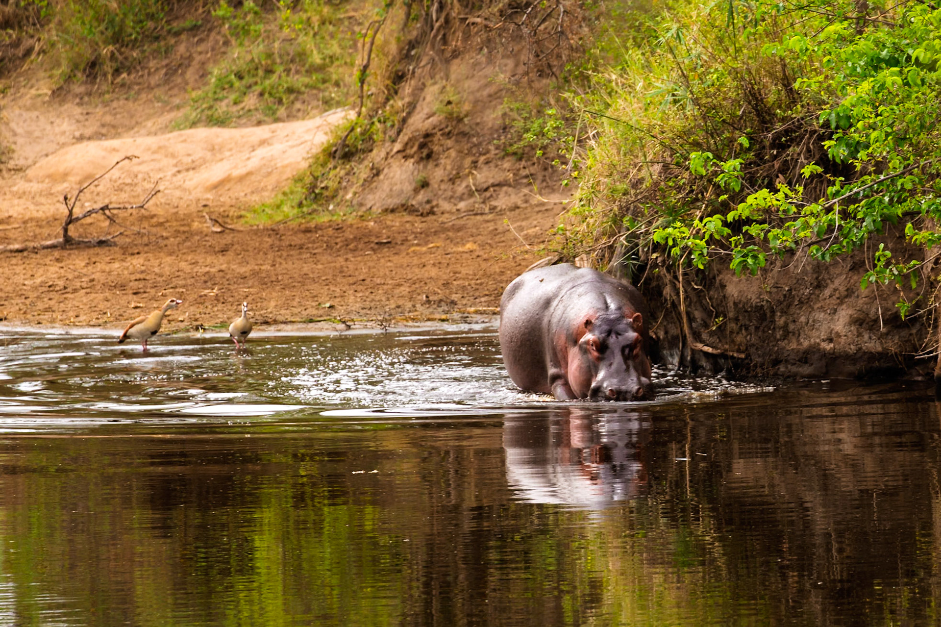 A hippo cools off in the Serengeti National Park, Tanzania, while two Egyptian geese stand nearby.
