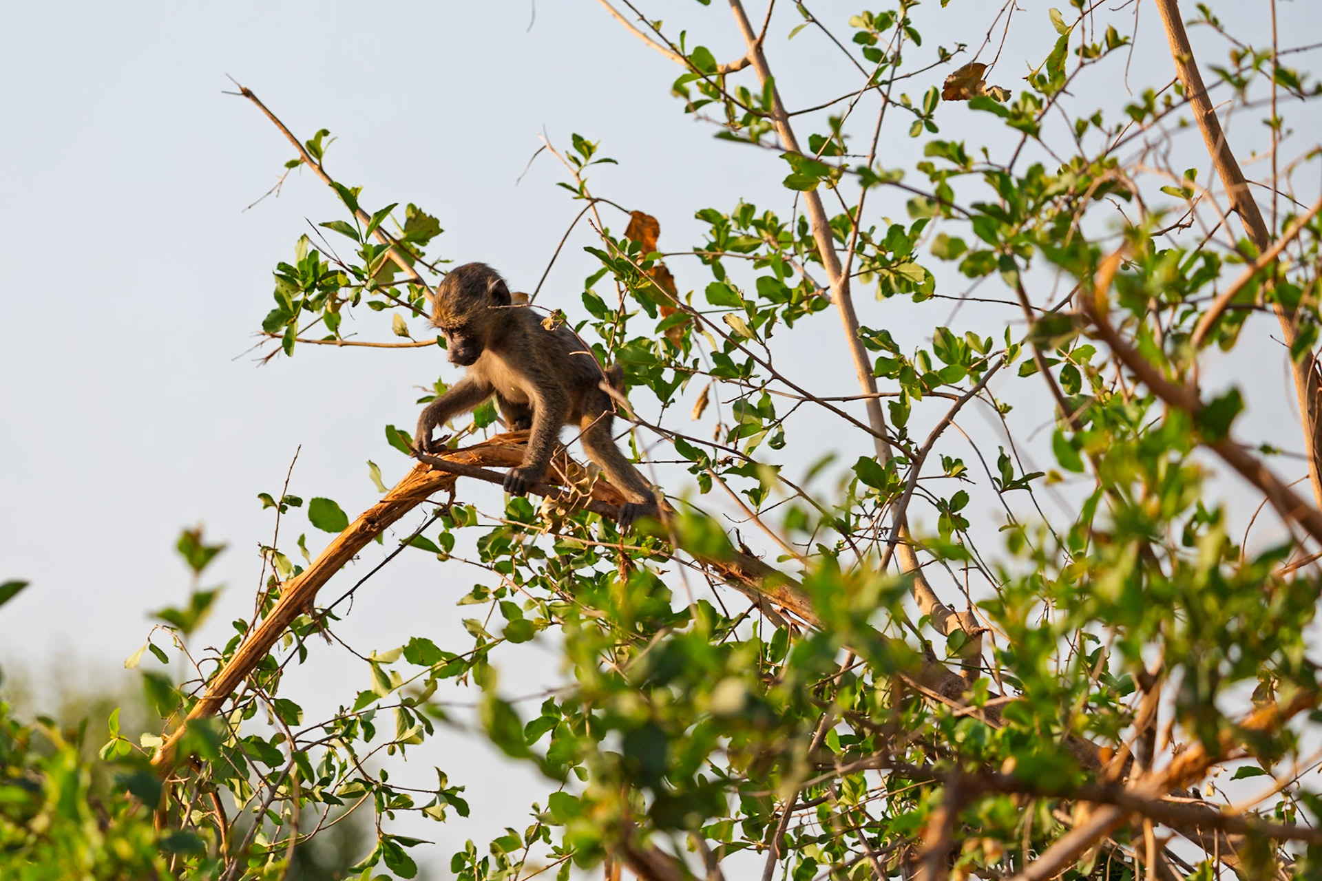 A young baboon carefully navigates the branches of a tree in Tarangire National Park, Tanzania, likely searching for food or a better vantage point.