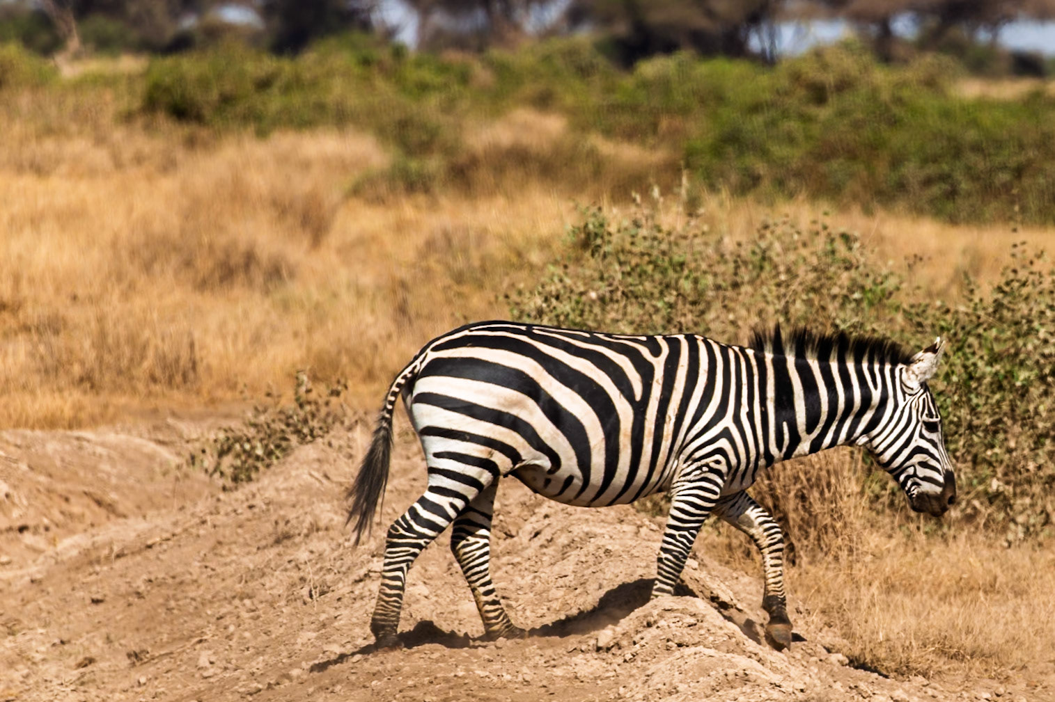 A zebra walks through Amboseli National Park in Kenya, foraging for food and water.