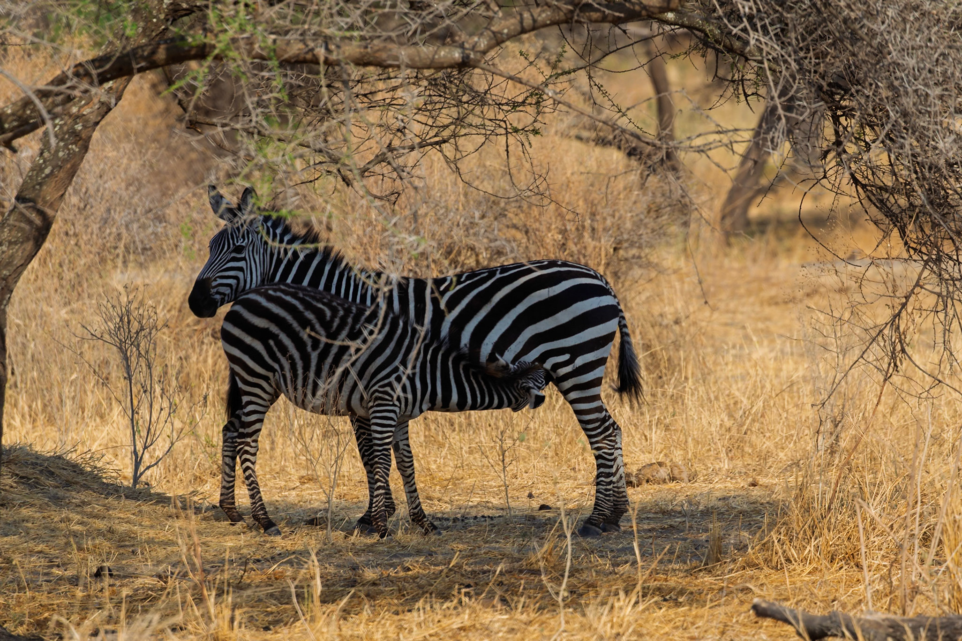 A zebra mare nurses her foal in Tarangire National Park, Tanzania, providing essential nourishment for its growth.
