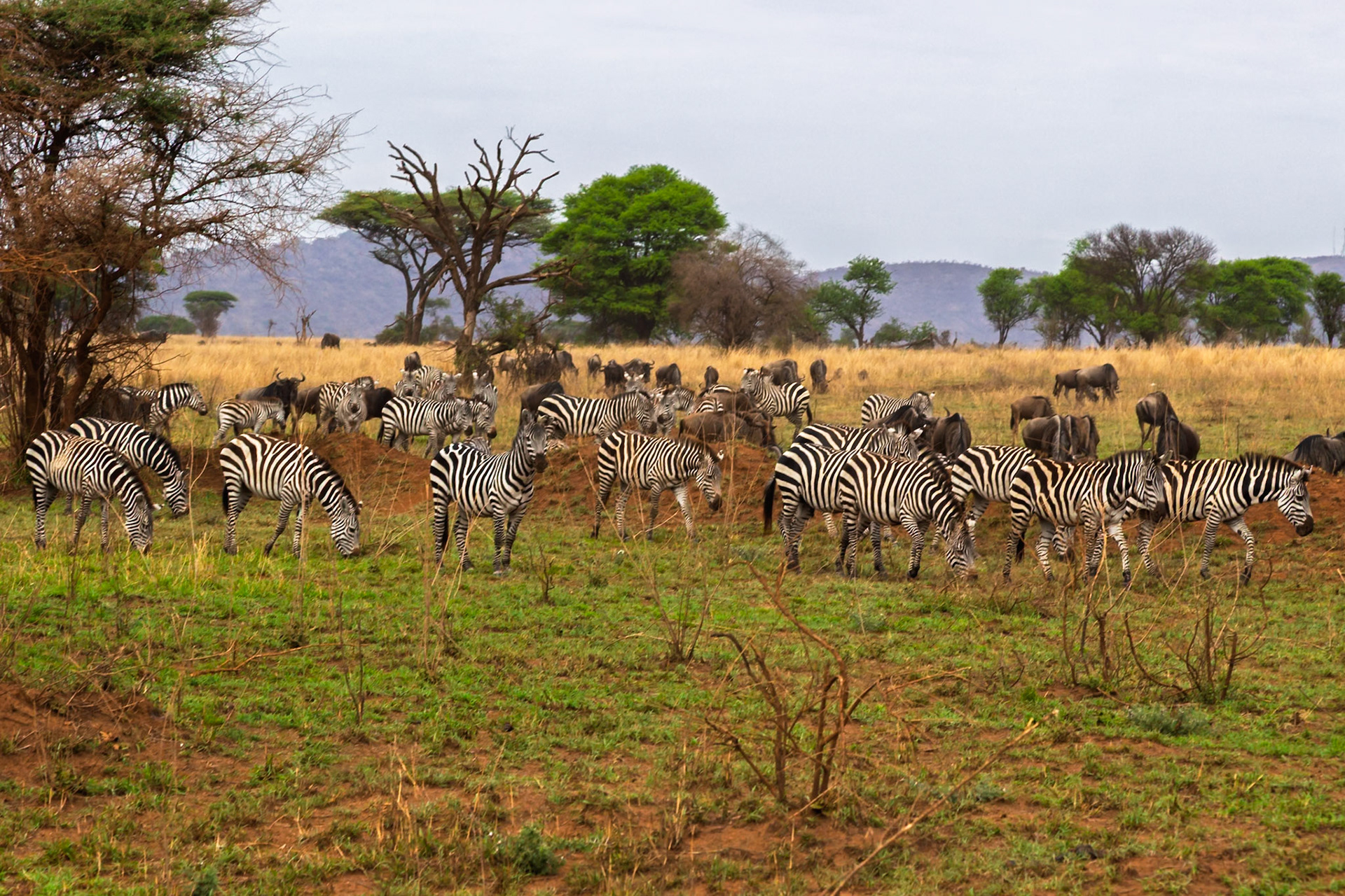 Zebras and wildebeest graze together in Serengeti National Park, Tanzania, showcasing the symbiotic relationships in the African savanna.