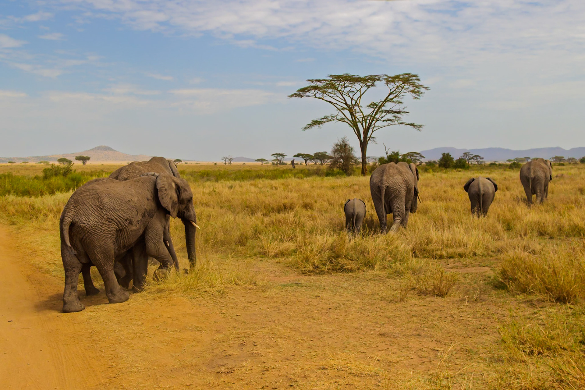 A family of elephants, including a baby, walk through the Serengeti National Park in Tanzania.