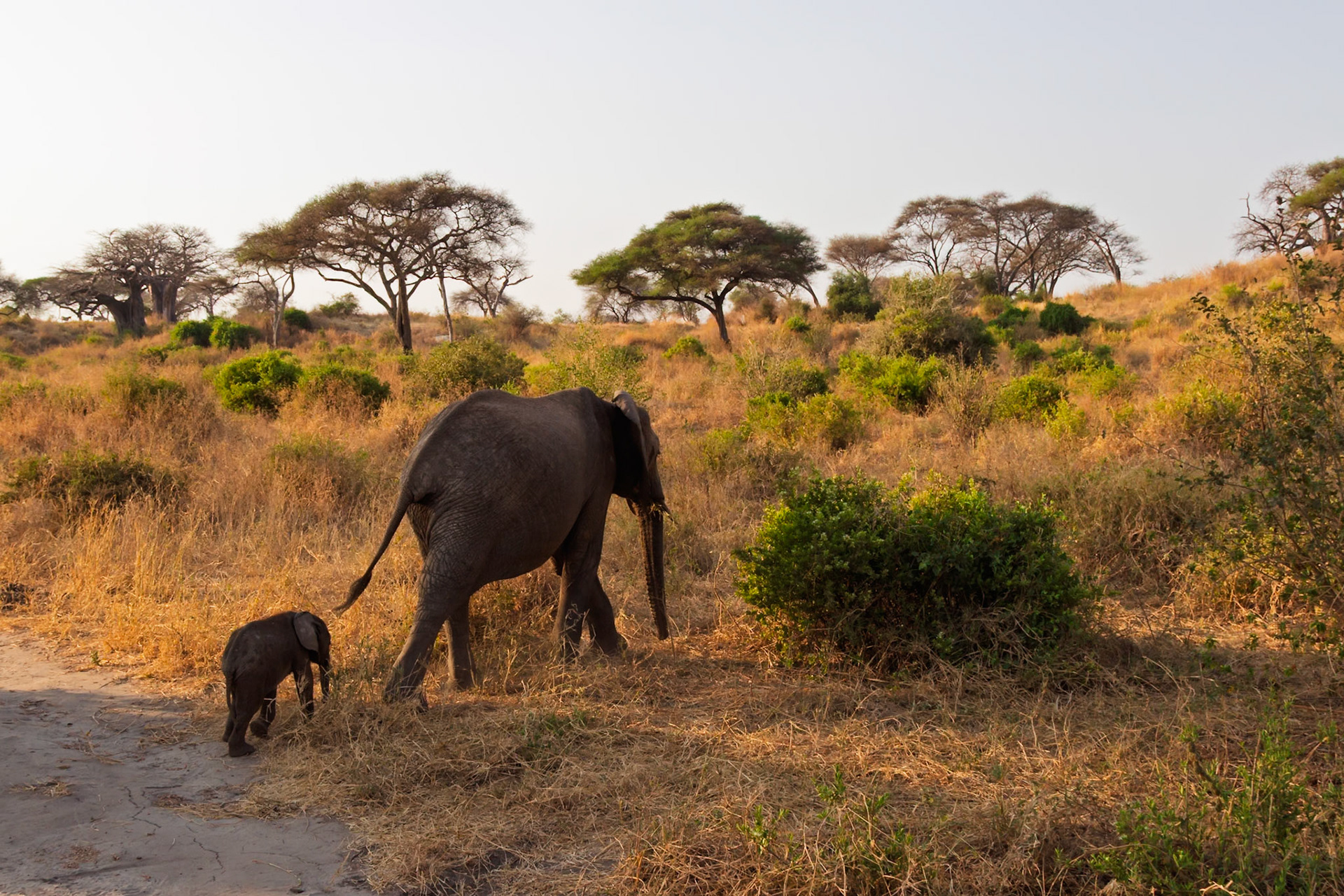 An adult elephant and its calf walk through the dry savanna of Tarangire National Park, Tanzania, likely foraging for food.