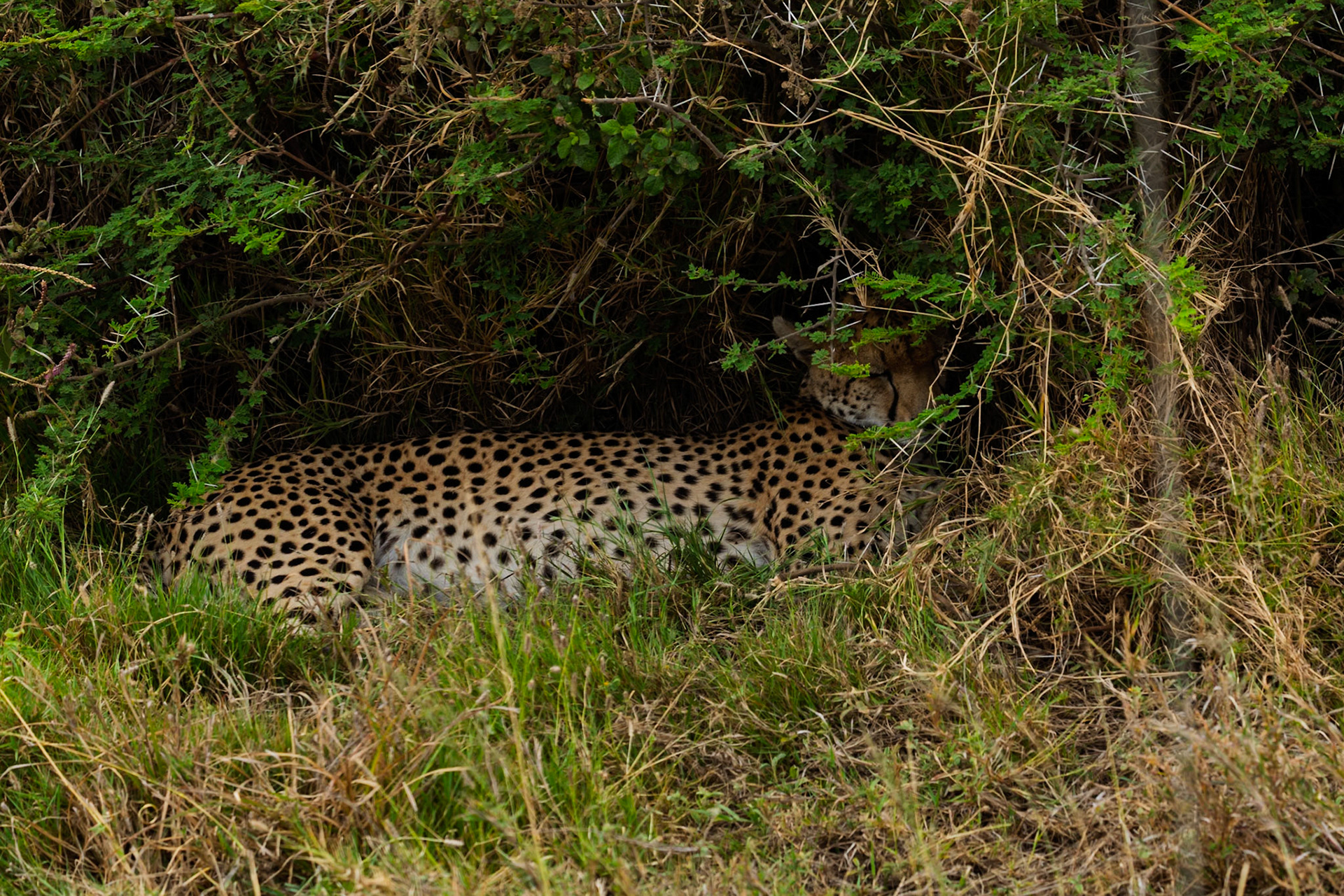 A cheetah rests in the shade of a bush in Serengeti National Park, Tanzania, seeking respite from the heat.