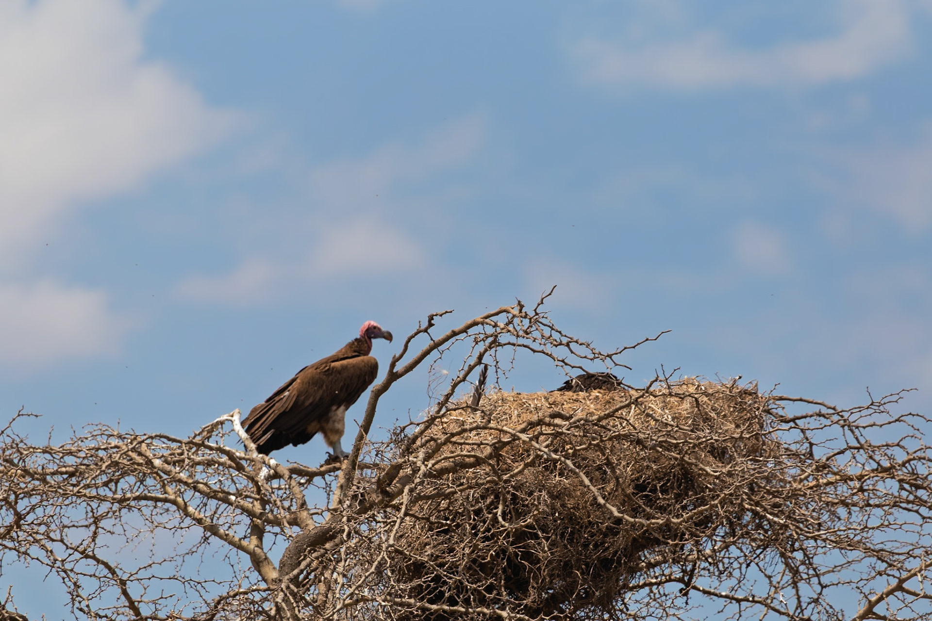 A lappet-faced vulture perches near its nest in Serengeti National Park, Tanzania, likely guarding its territory or young.