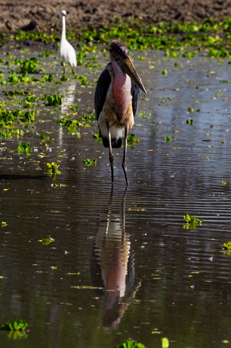 A Marabou Stork wades in a watering hole in Tanzania's Tarangire National Park, likely searching for food.