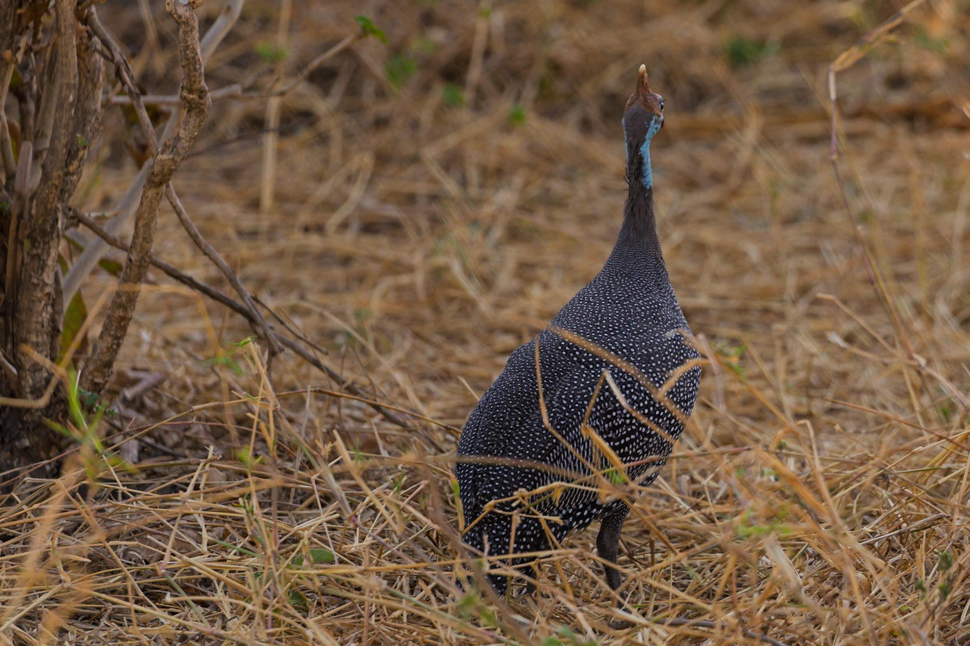 A helmeted guineafowl stands alert in Tarangire National Park, Tanzania, its distinctive spotted plumage blending with the dry grass.