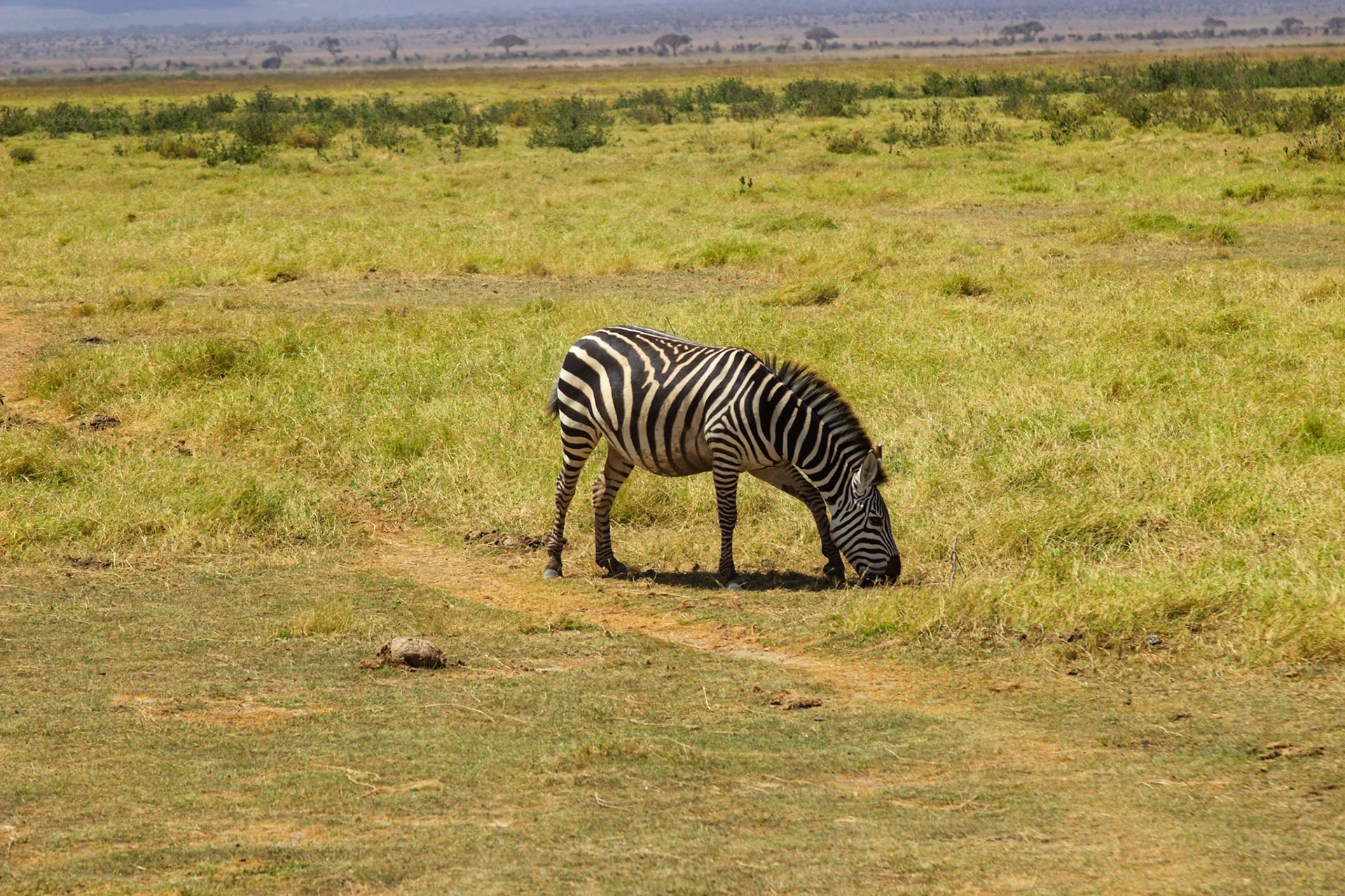 A zebra grazes in Amboseli National Park, Kenya. It's eating grass in the open savanna.